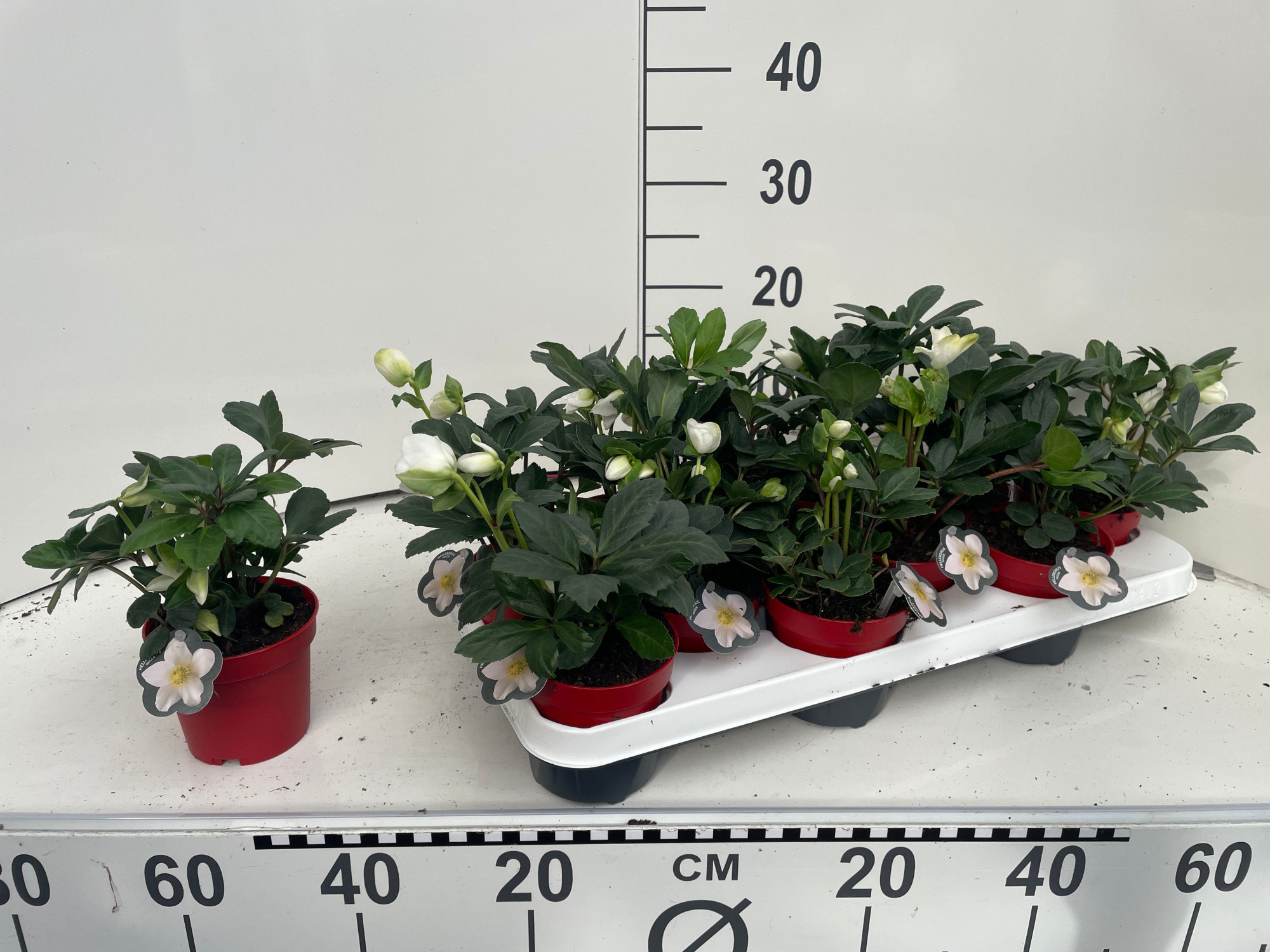 Helleborus niger 'Christmas Carol' Rode Pot, D 10,5 cm