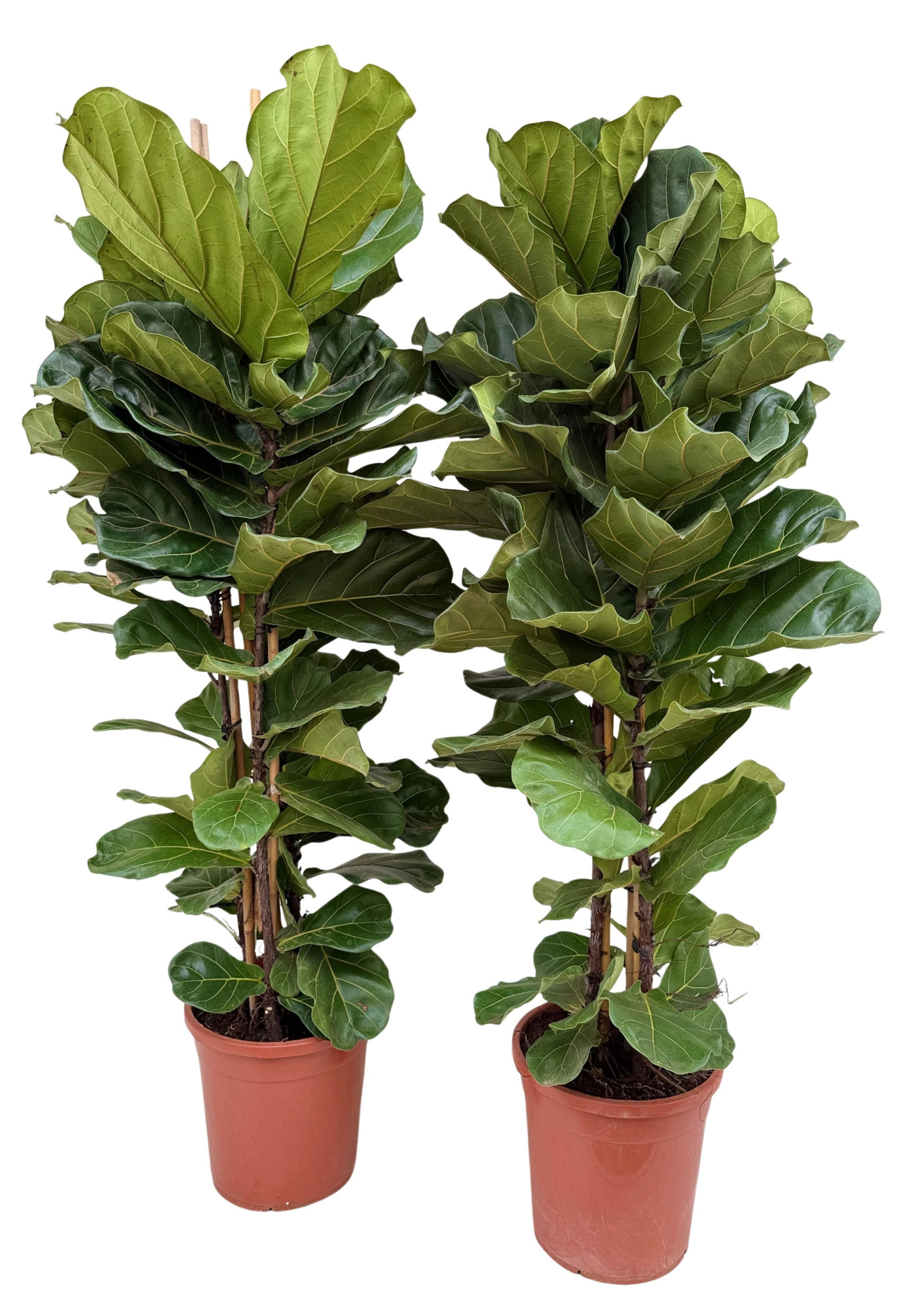 Ficus lyrata P32 toef, D 32