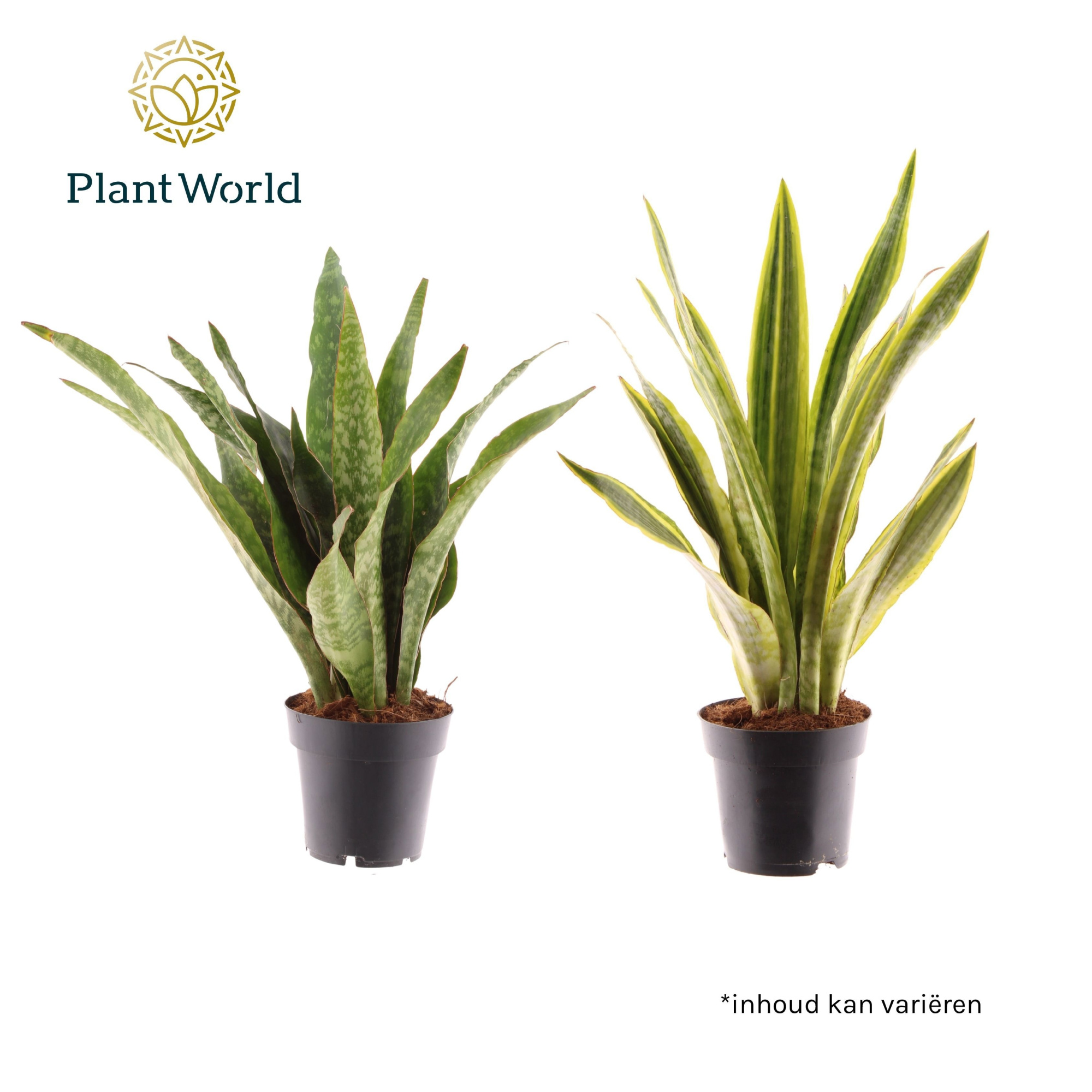 Sansevieria Aubrytniana Special Mix, D 14 cm