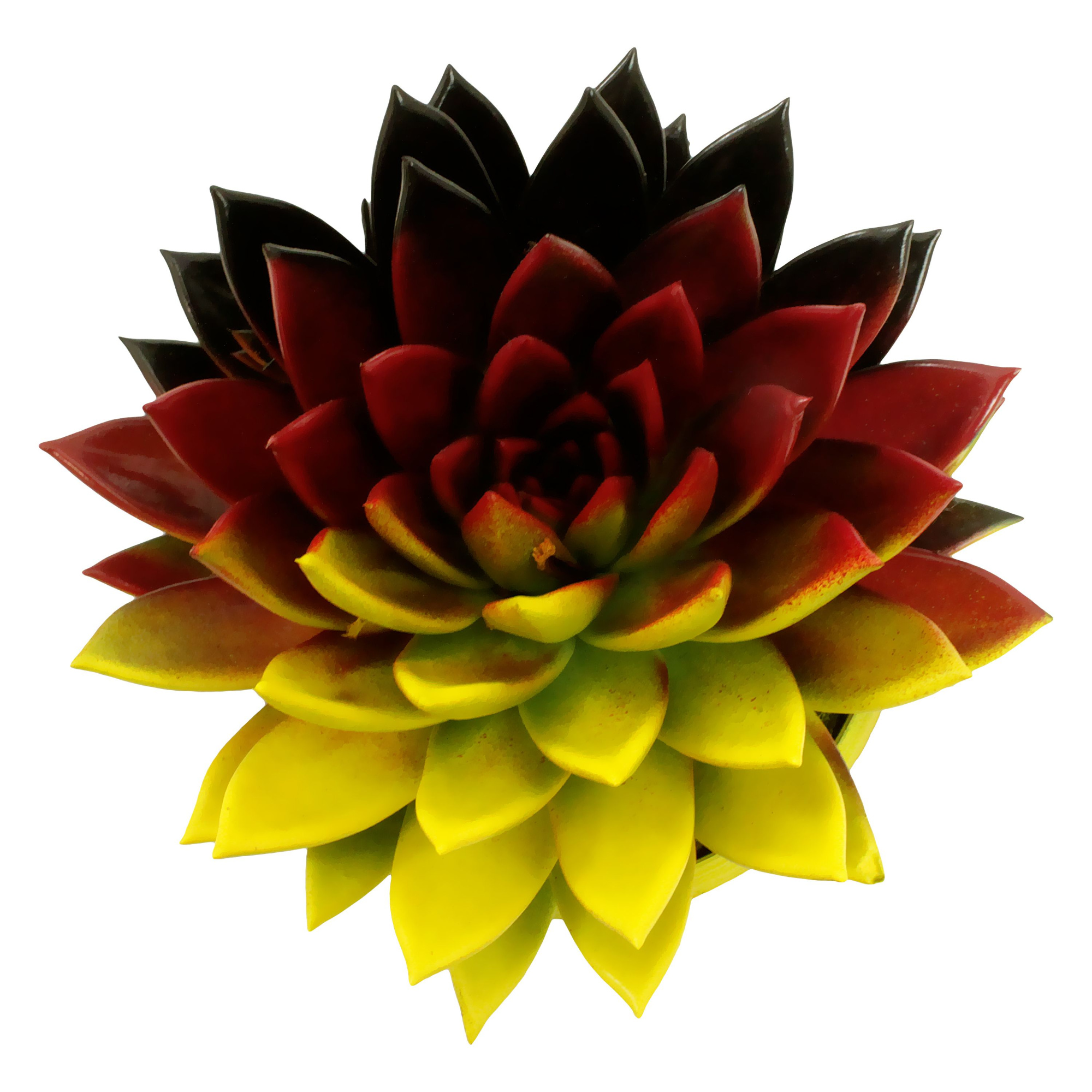 Miranda coloured flag Germany, D 10,5