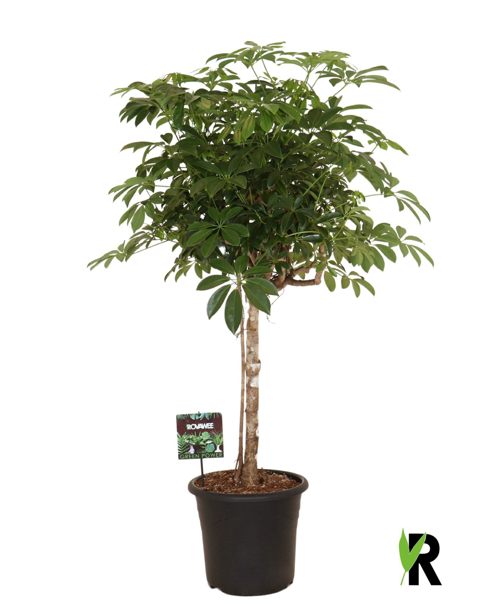 Schefflera arb. Compacta op stam, D 32