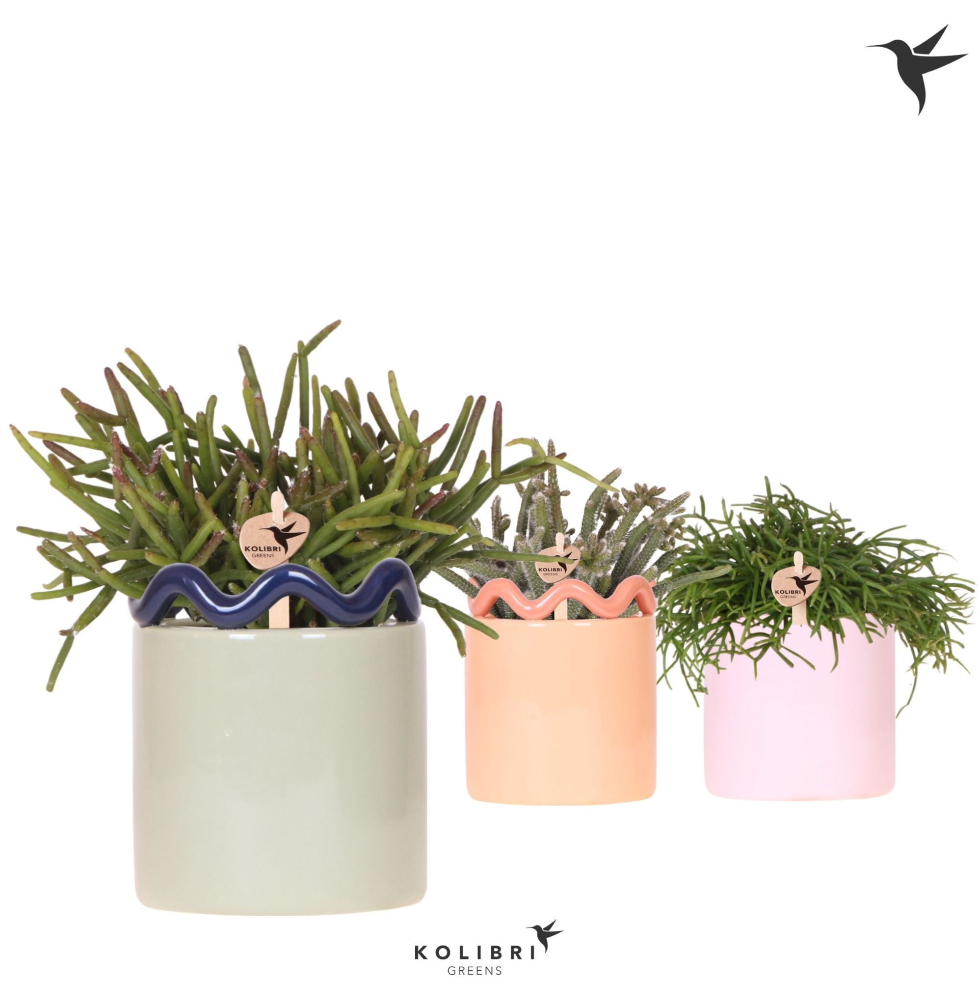 Kolibri Greens Rhipsalis mix in Funky pot mix, D 9 cm