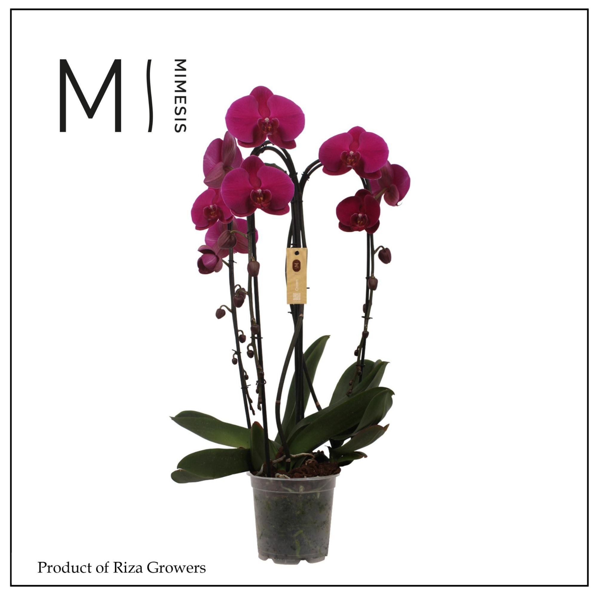 Phalaenopsis Crown Purple 3 spike - 21cm | Mimesis, D 21 cm