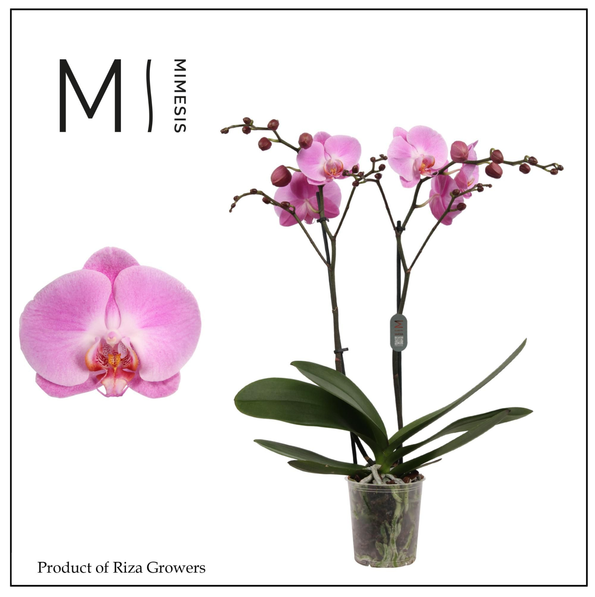 Phalaenopsis Infinite Dreams 2 spike - 12cm | Mimesis, D 12 cm