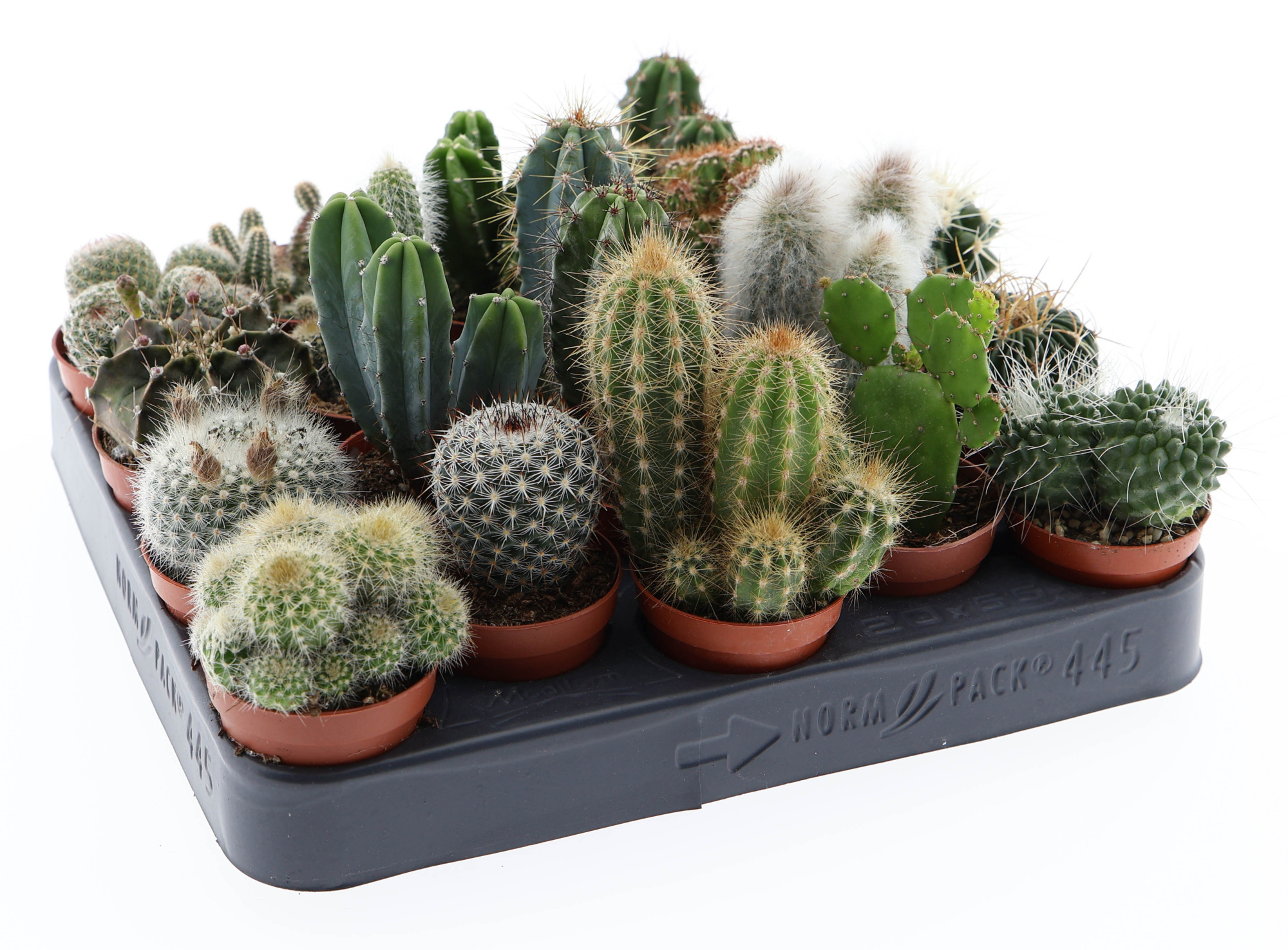 Cactus mix, D 5,5 cm