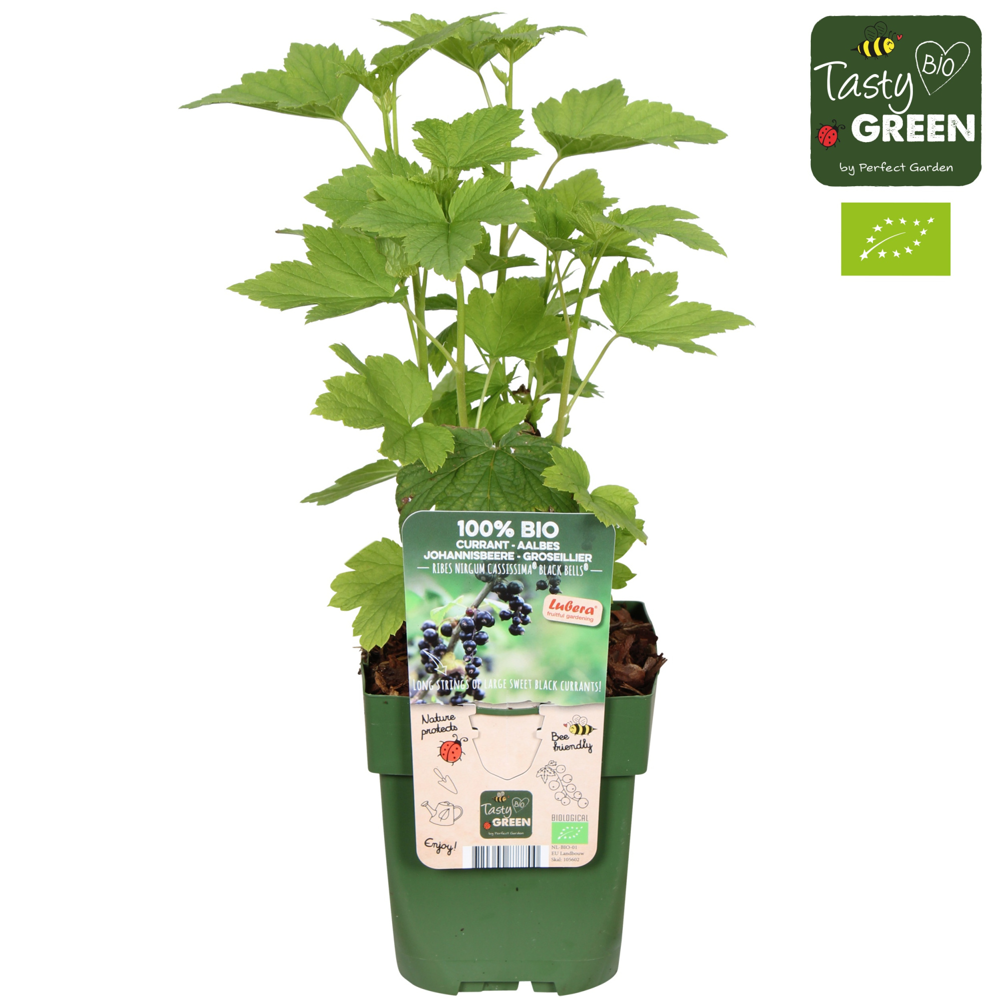 Ribes nigrum cassissima® 'Black Bells'® Bio P13, D 13 cm