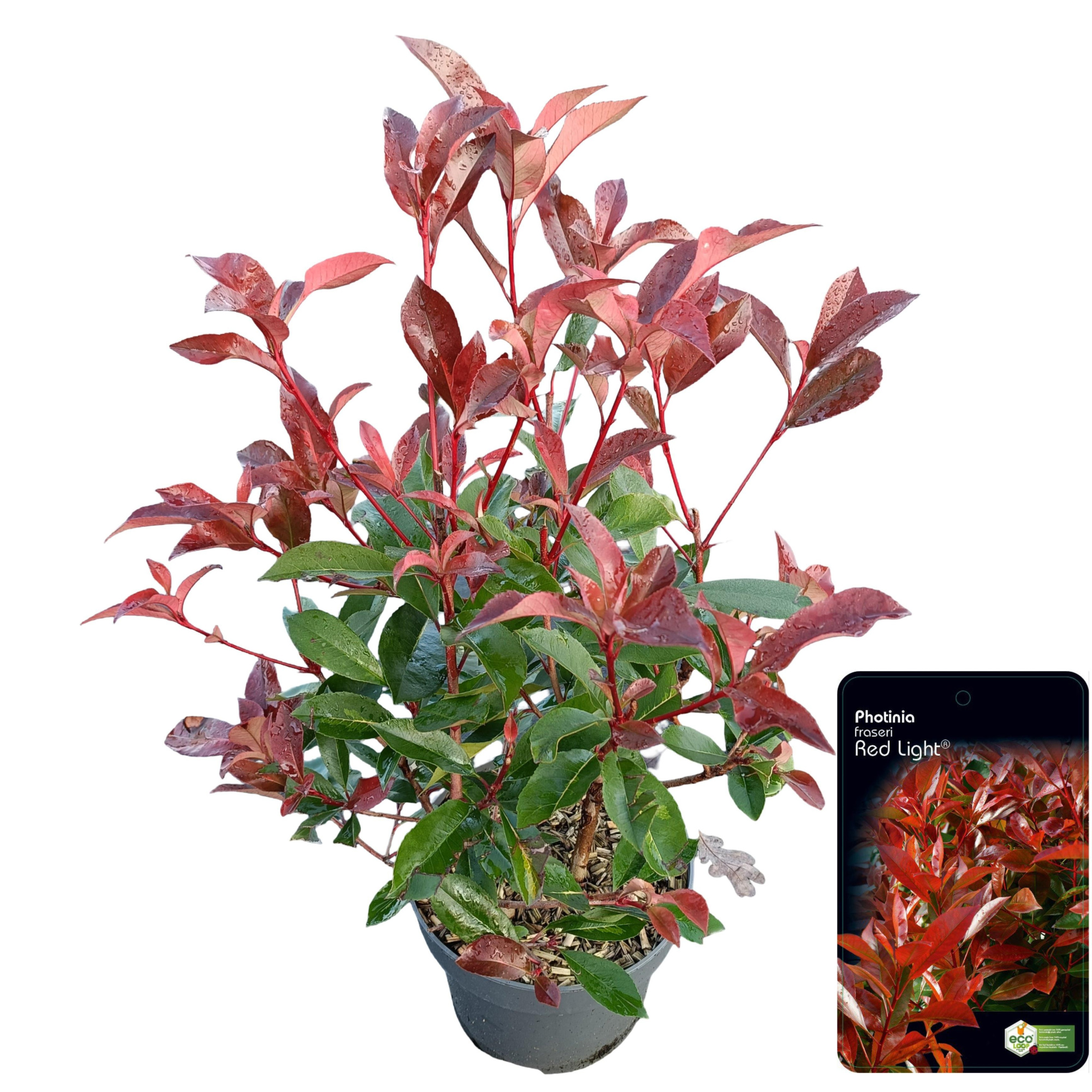 Photinia fraseri 'Red Light' C5, D 23