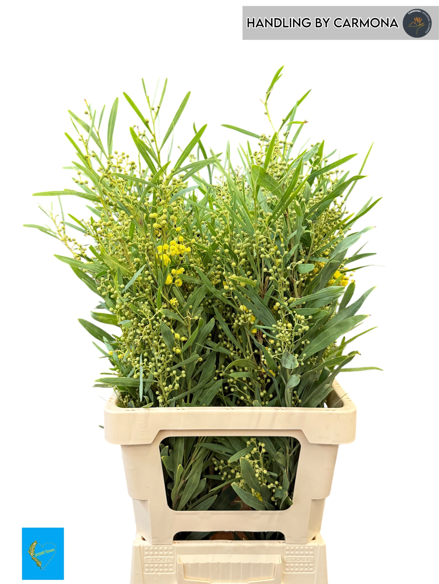 Мимоза Ретинодес за пучок 65, пуч.