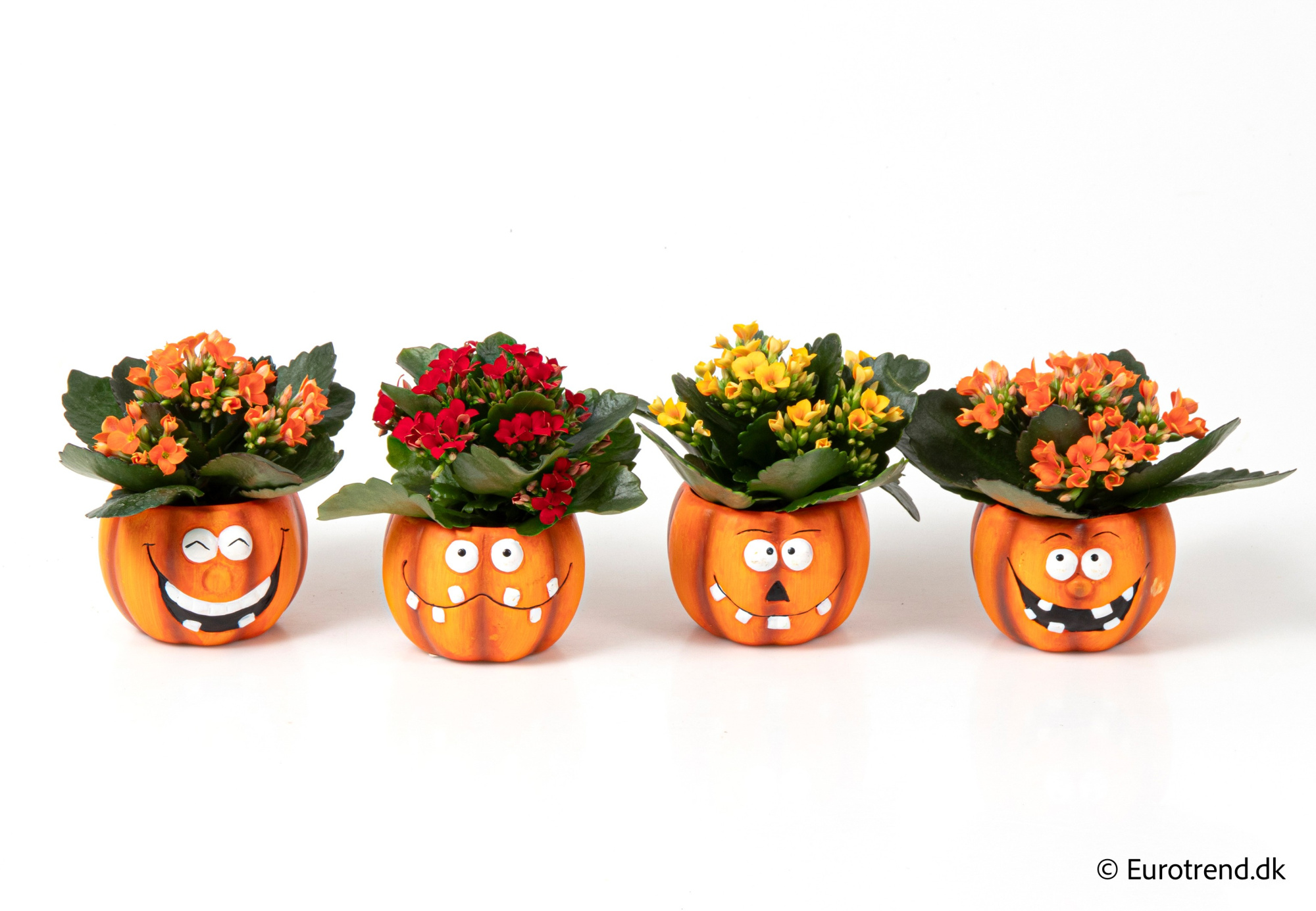 Kalanchoe in Halloween ceramic 2025, D 6 cm