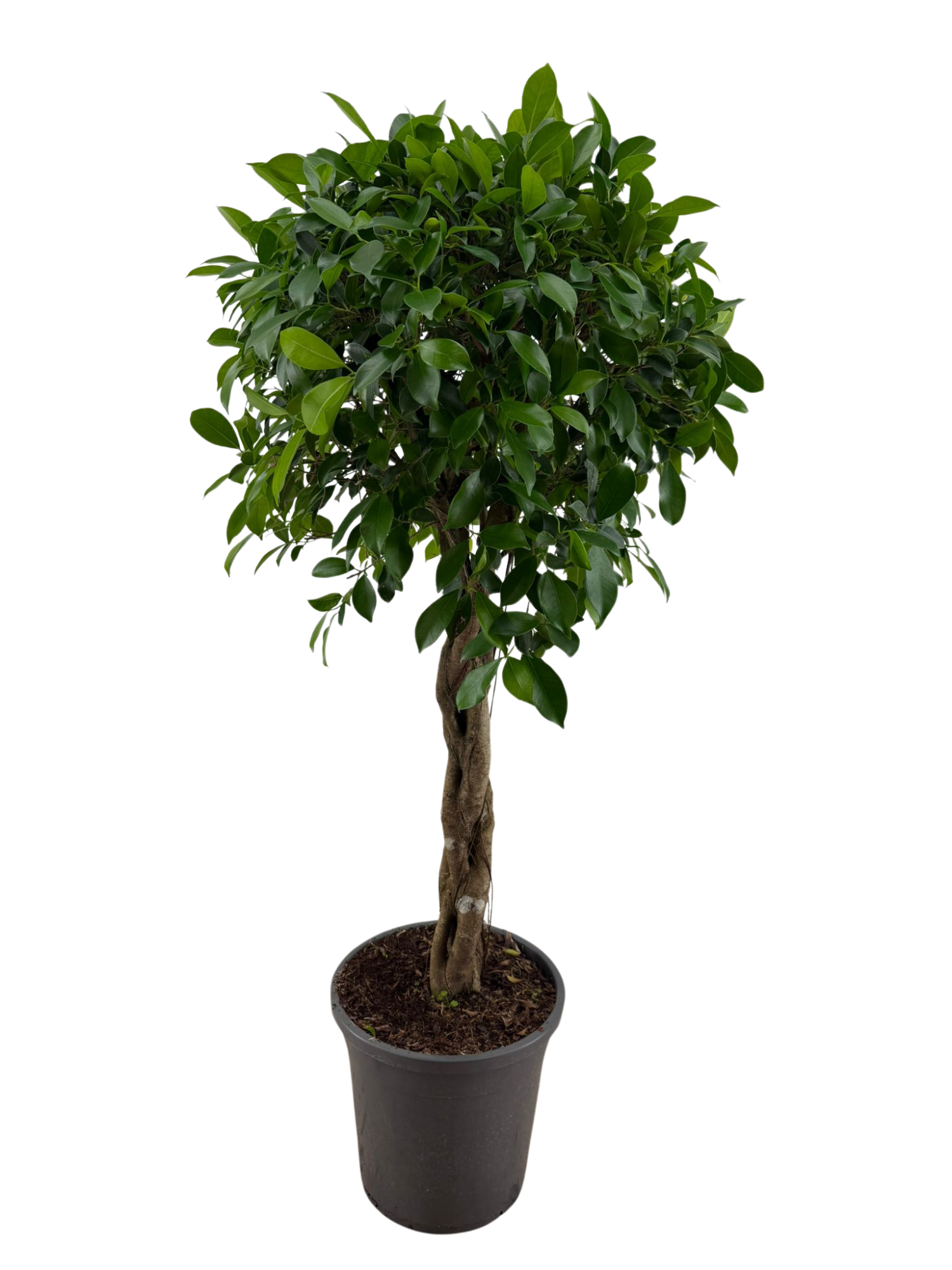 Ficus Nitida gevlochten stam p31, D 31 cm