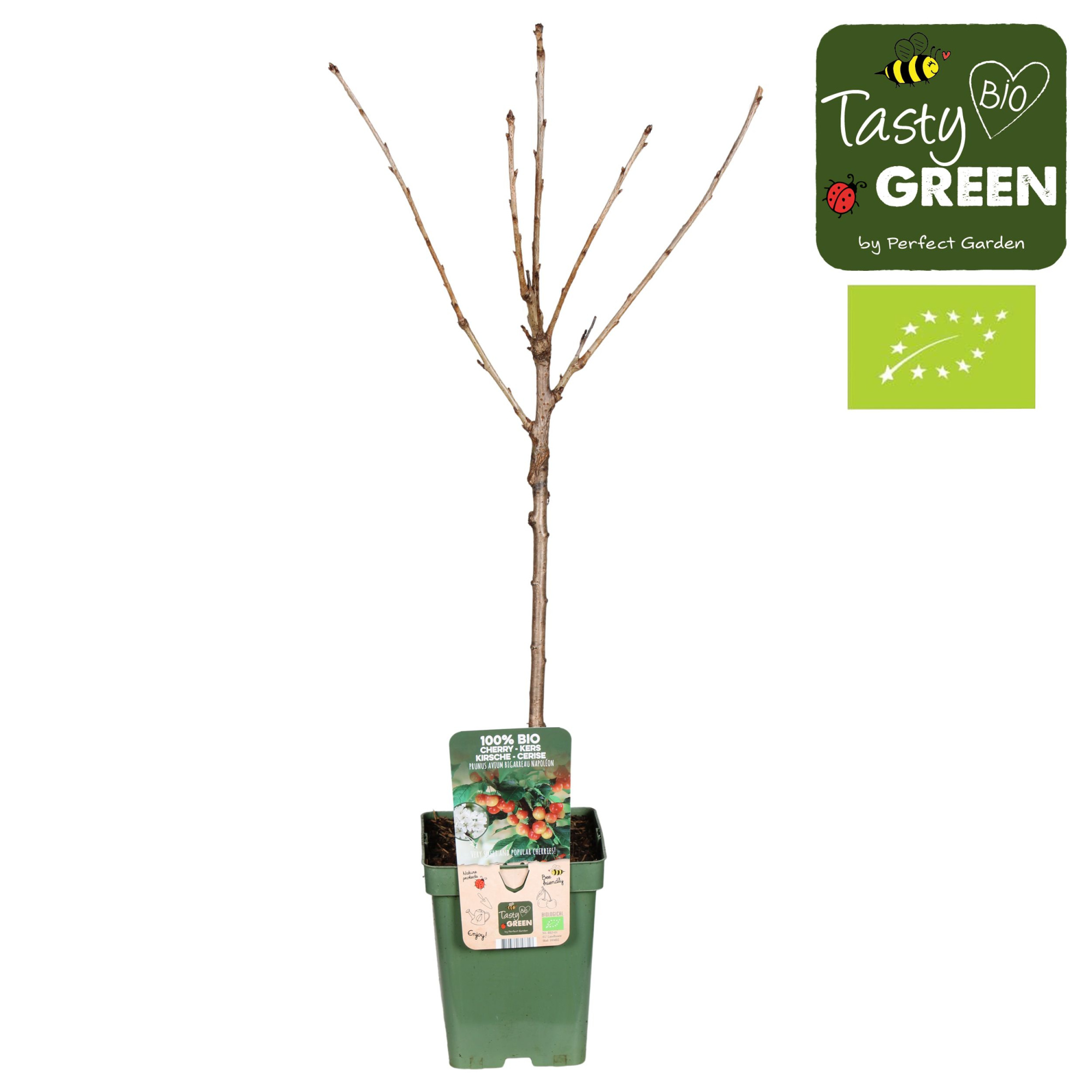 Prunus avium Bigarreau Napoléon Bio P23, D 23