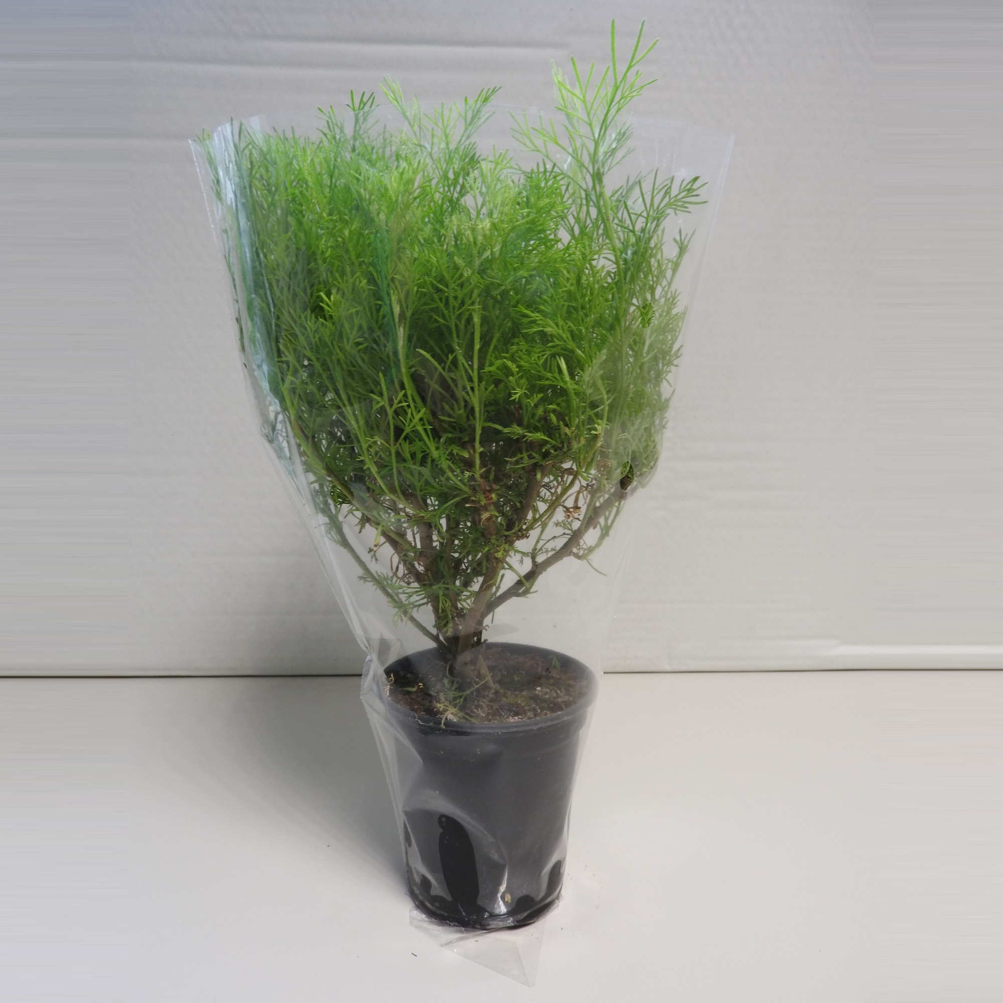 Colakruid P9, D 9 cm