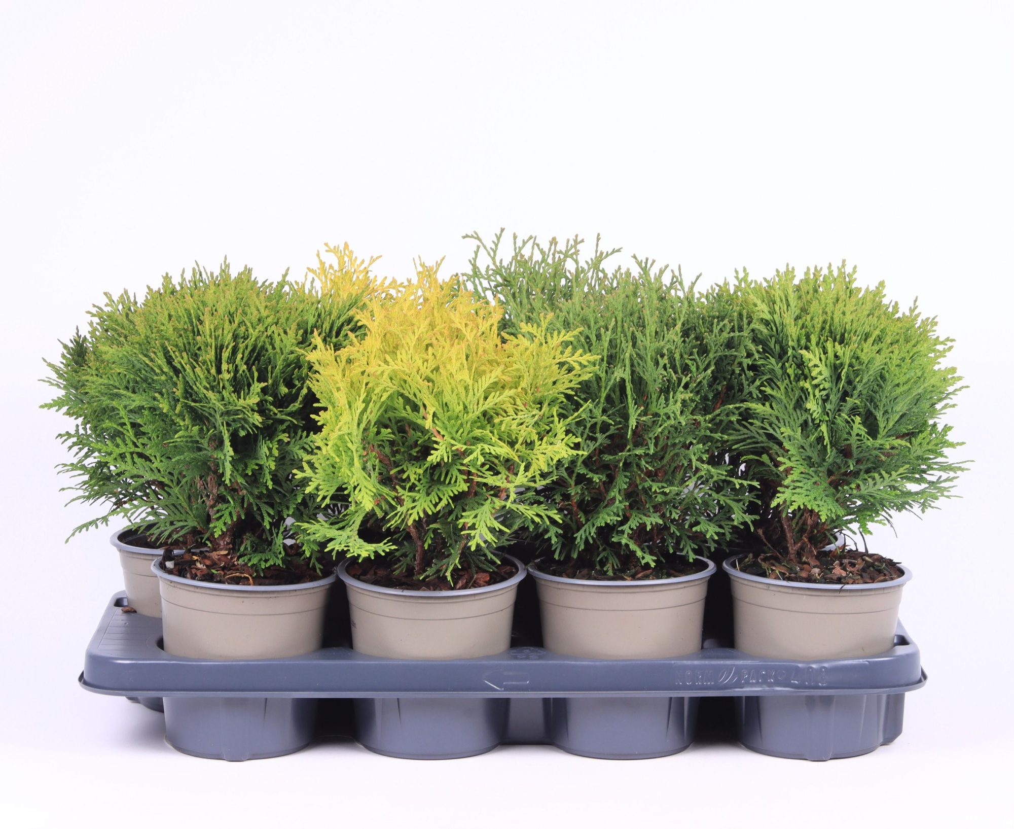 Bolvormige mix P-13, D 13 cm