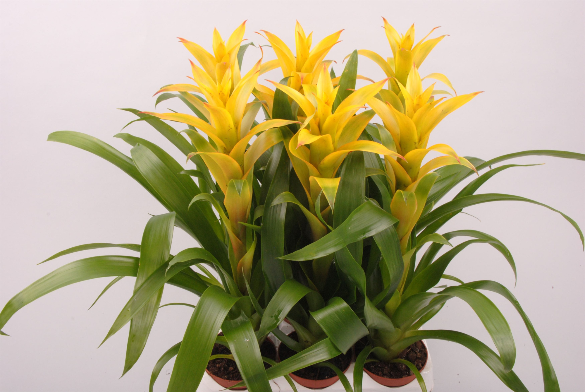 Guzmania Mirador, D 9 cm