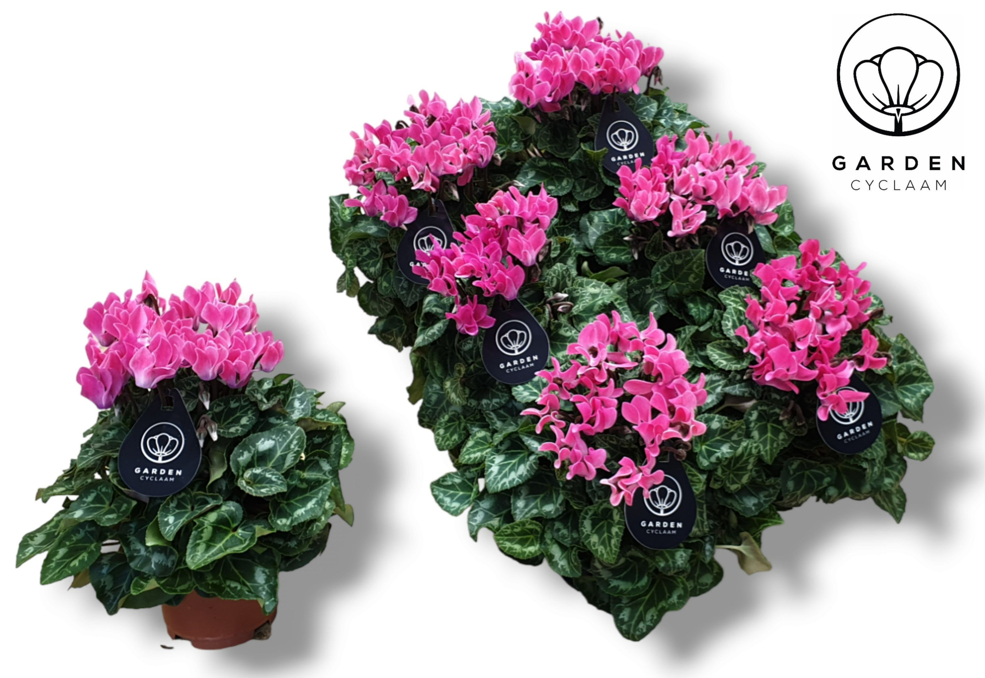 Cyclamen GARDEN LICHT ROZE, D 10,5 cm