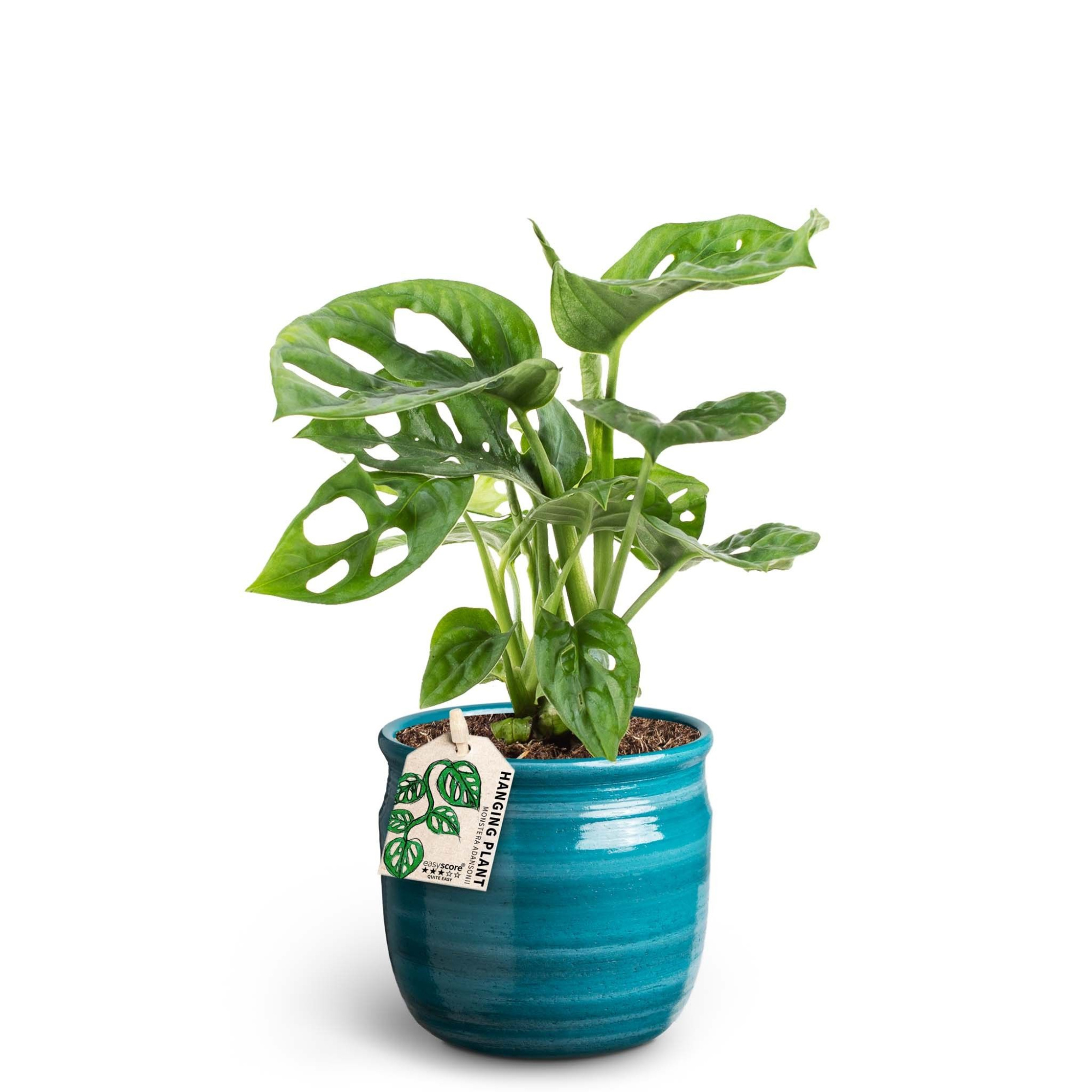 Maceta Teal, Monstera adansonii, D 10 cm