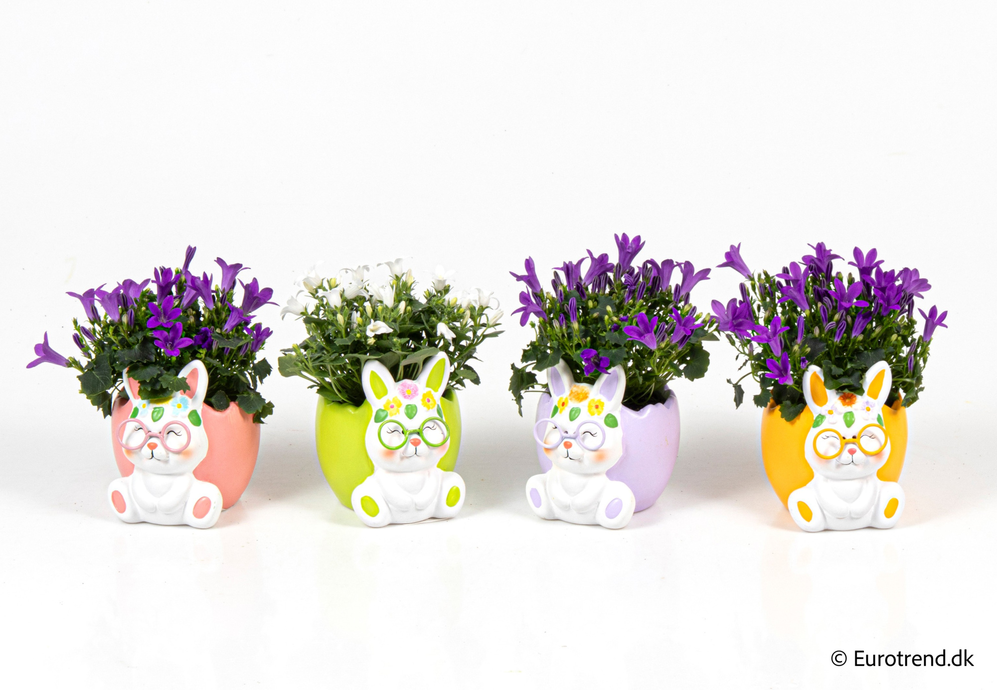 Campanula in Easter ceramic 2026, D 6