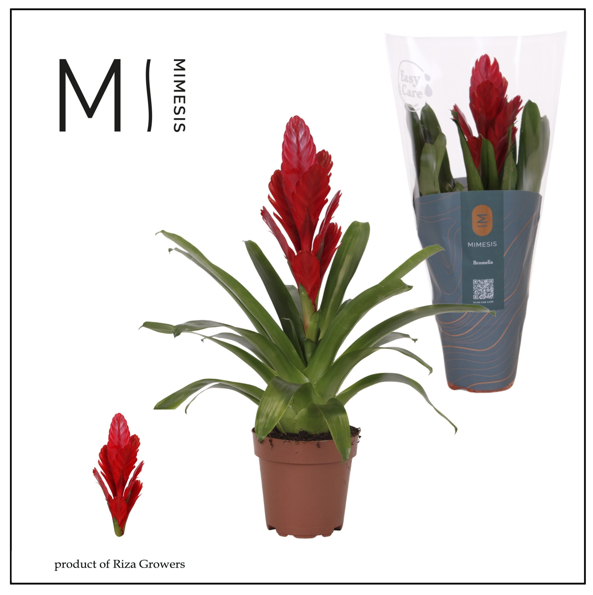Vriesea Intenso Red - 12cm | Mimesis, D 12
