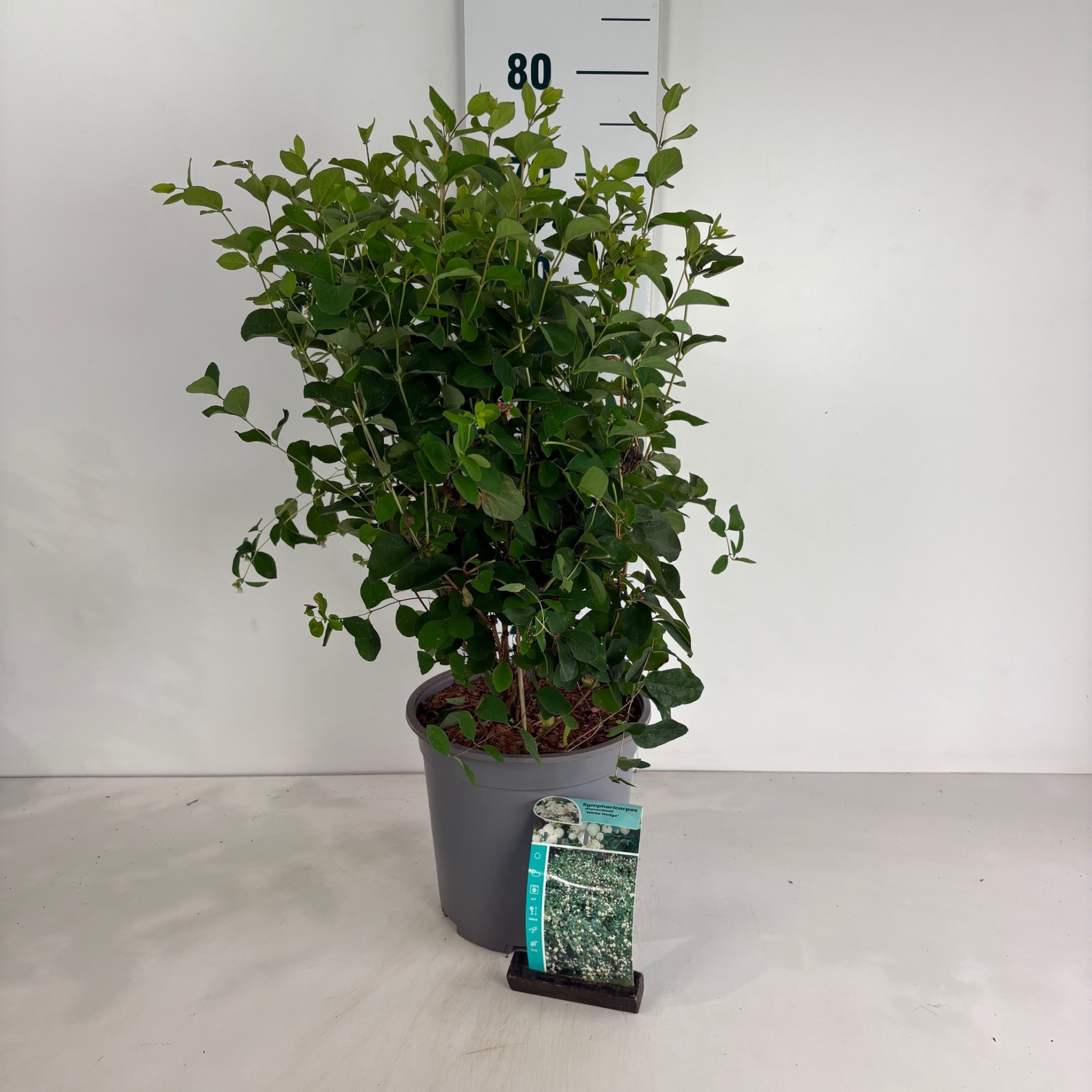 Symphoricarpos doorenbosii White Hedge, D 24 cm