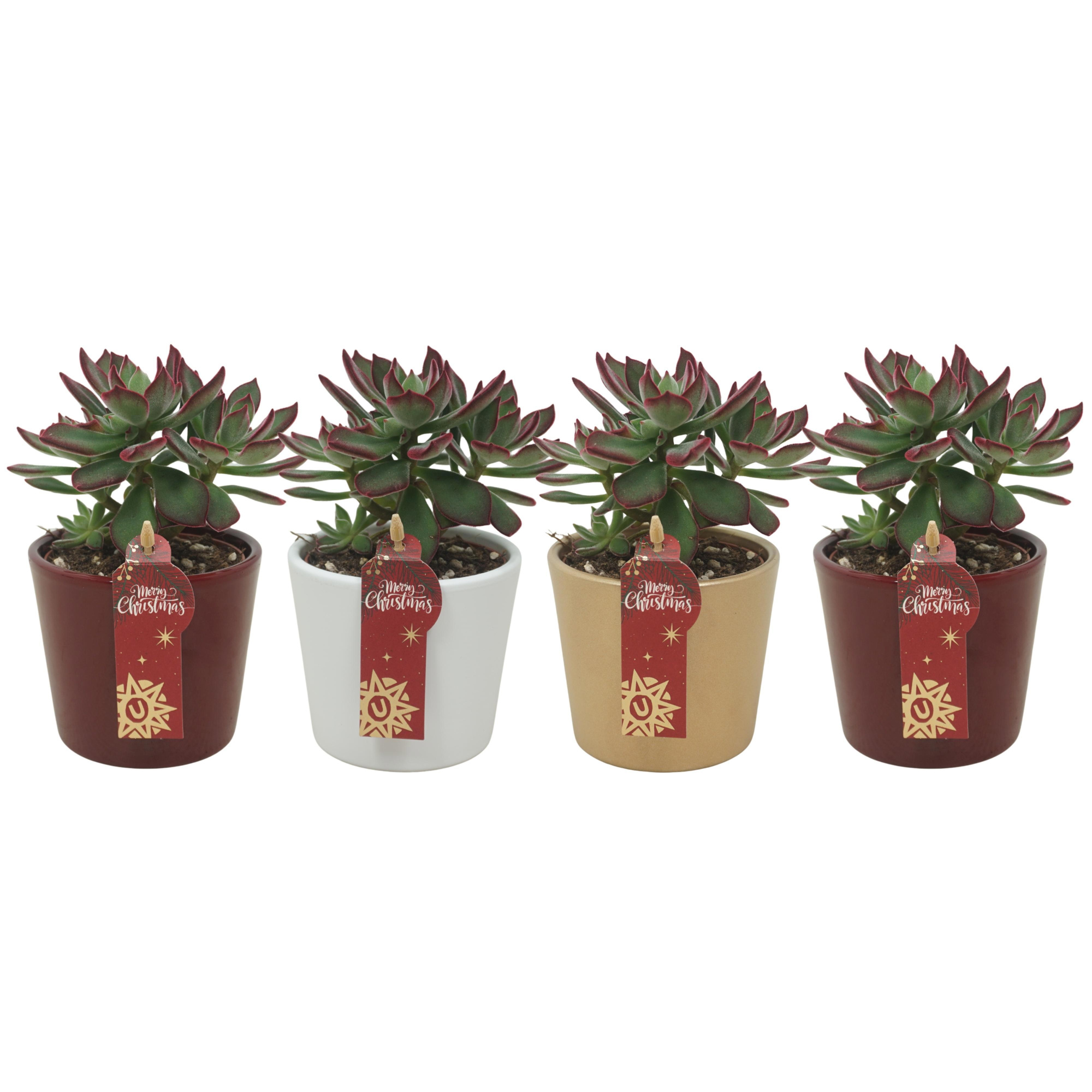 Echeveria pulvinata 'Devotion' in 9 cm Kerst potje (3 assorti), D 8,5