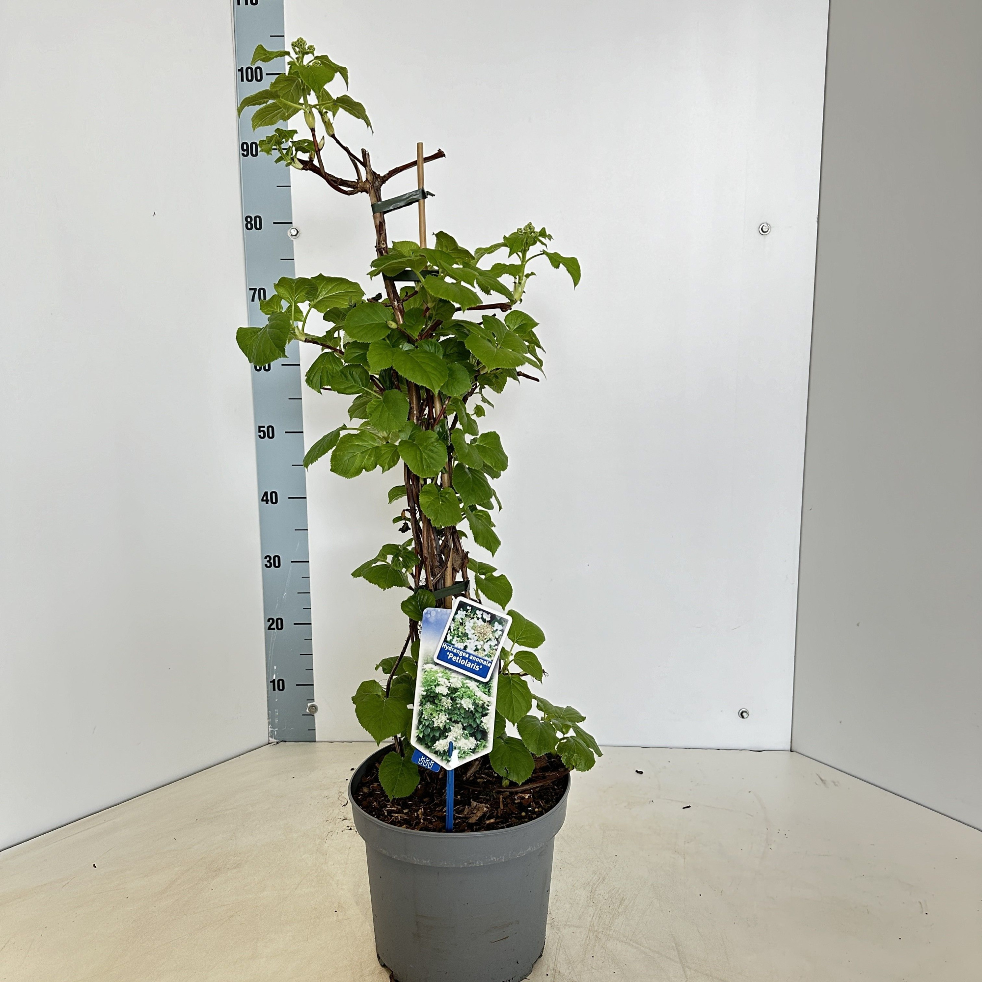 Hydrangea anomala petiolaris --gestokt 60 cm, D 23 cm