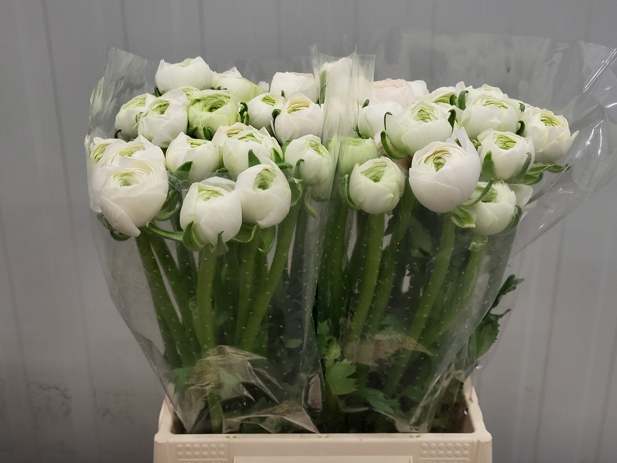 Ранункулус Саксесс Ханой 45, шт.