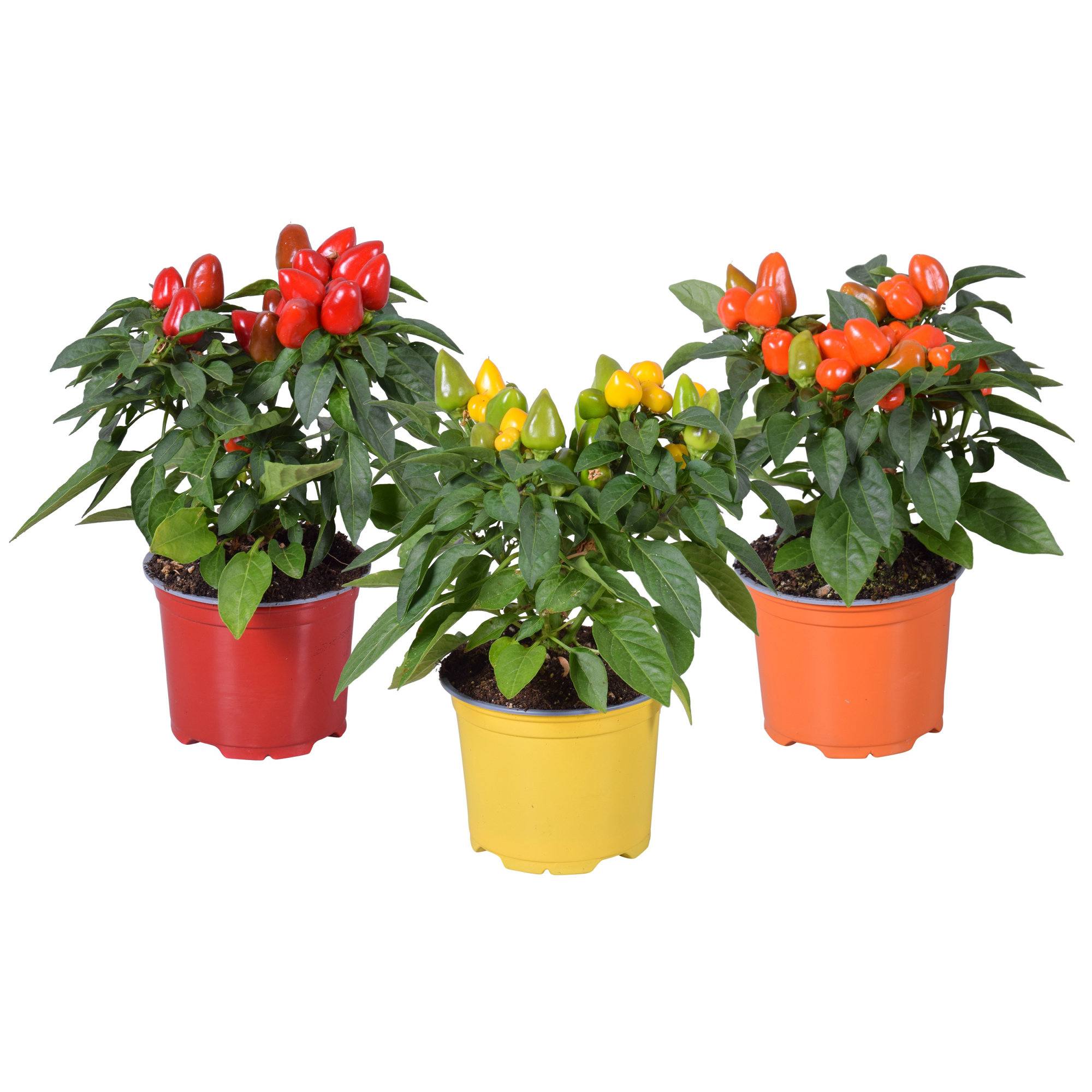 Capsicum Samba Gemengd, D 12 cm