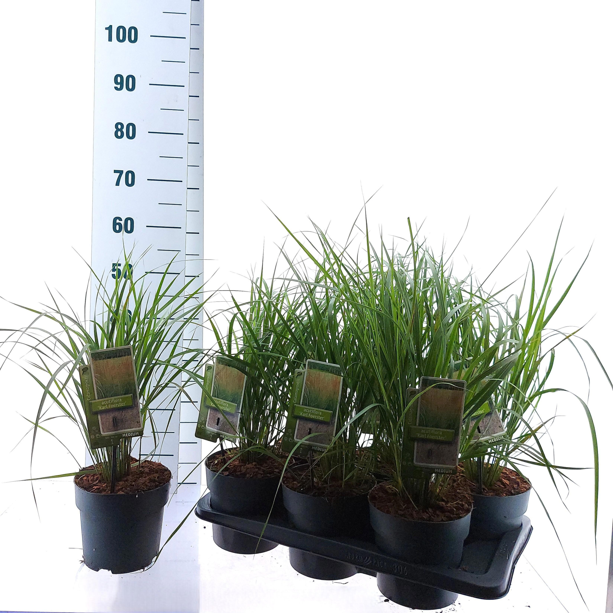 Calamagrostis acutiflora 'Karl Foerster', D 17 cm