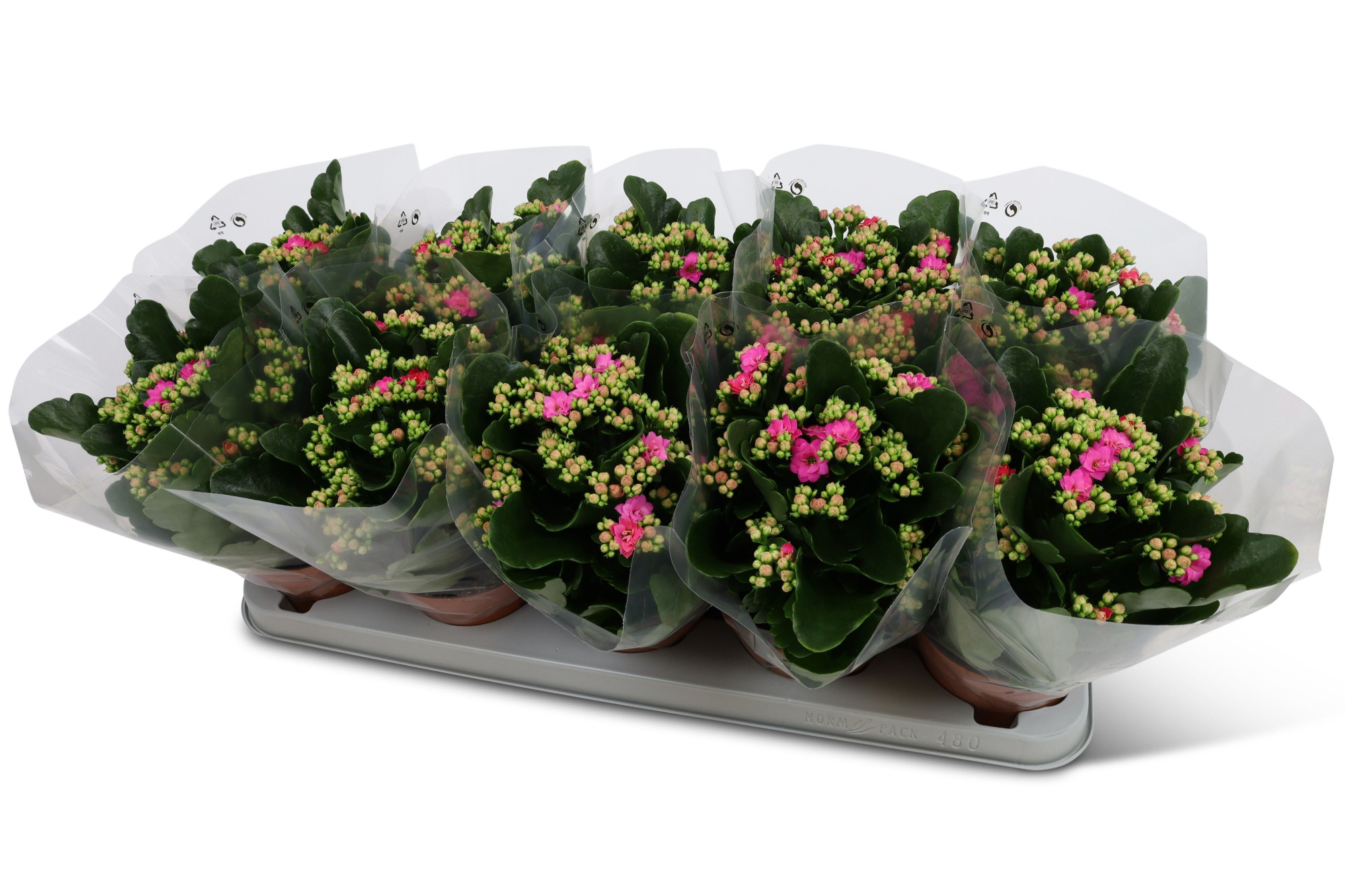 Kalanchoë Perfecta Purple Blanco hoes, D 12 cm