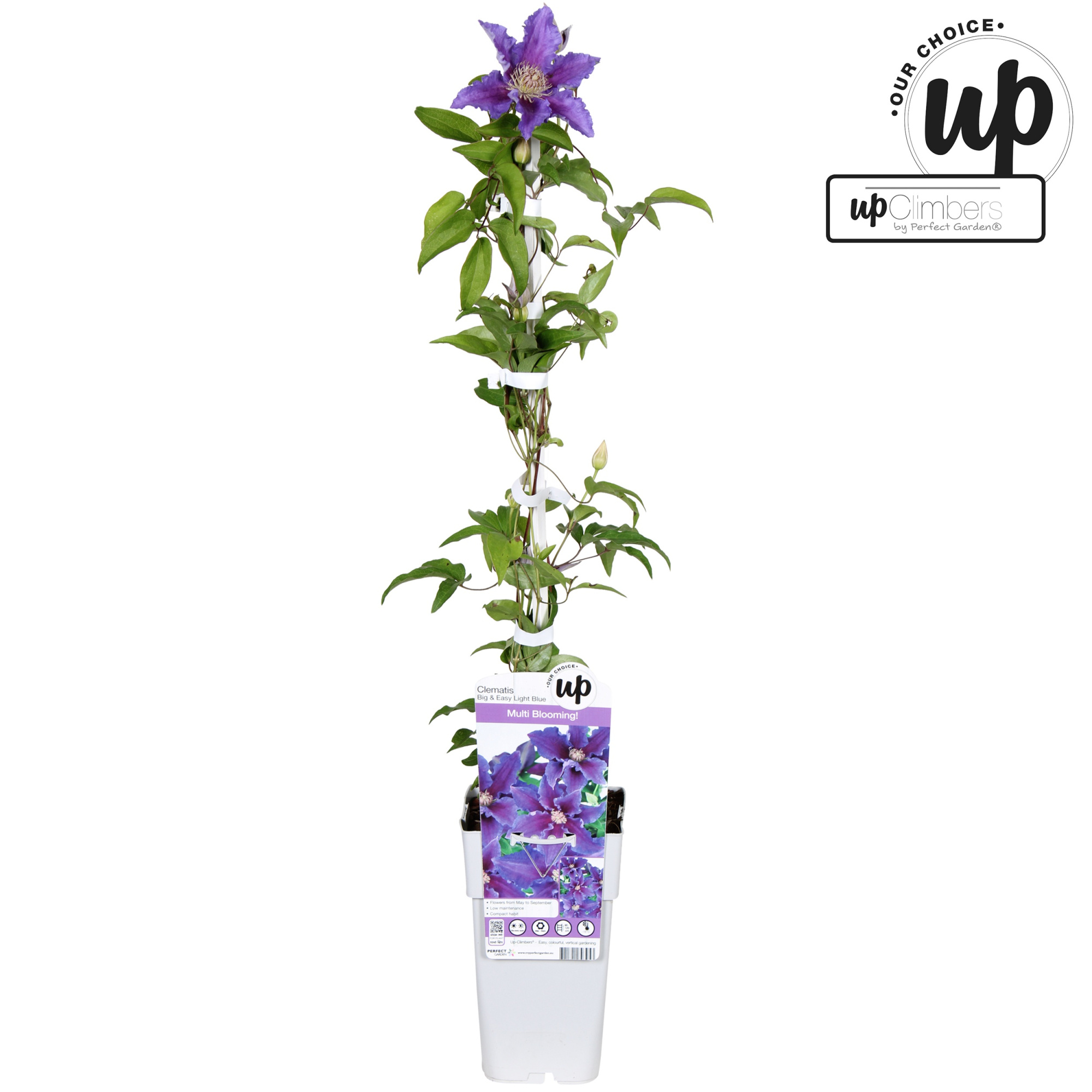 Clematis Big and Easy Striped Purple - Baroness Fookes P15, D 15 cm