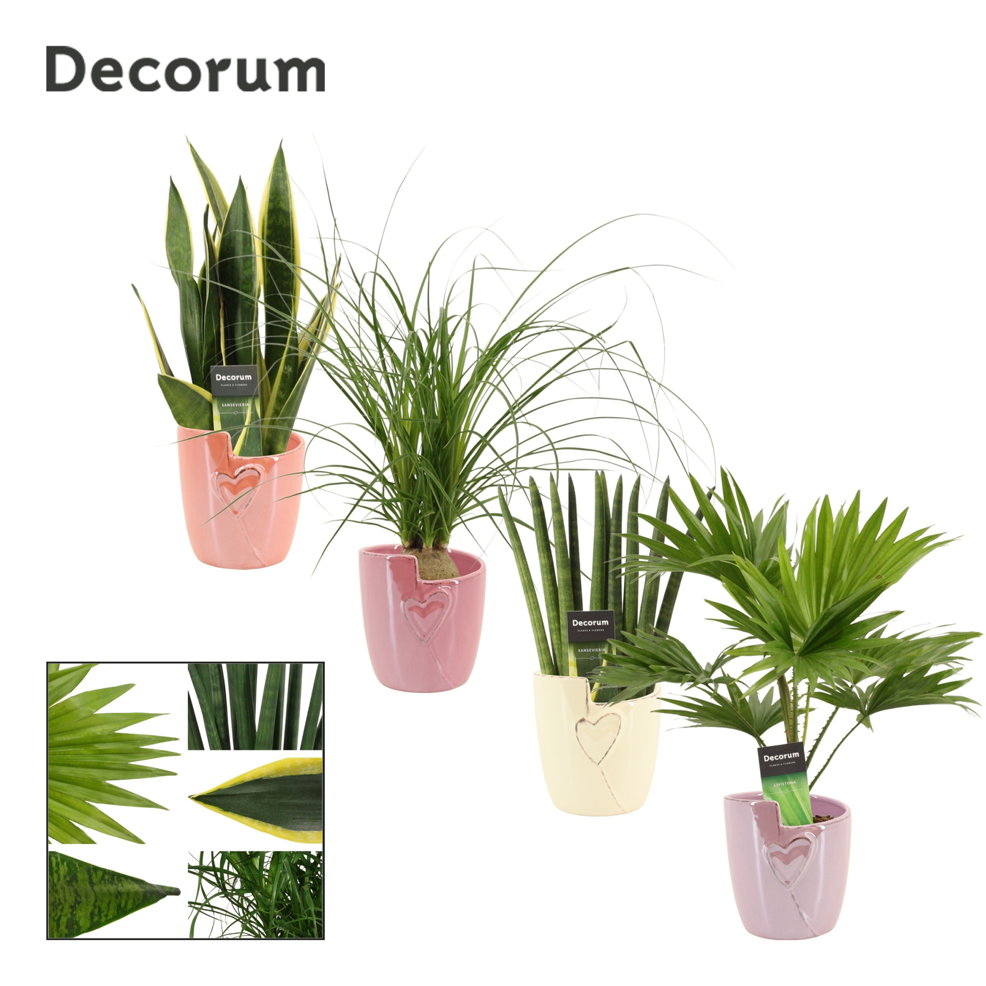 Groenmix 12 cm in Joa (Special moods -collection), D 12