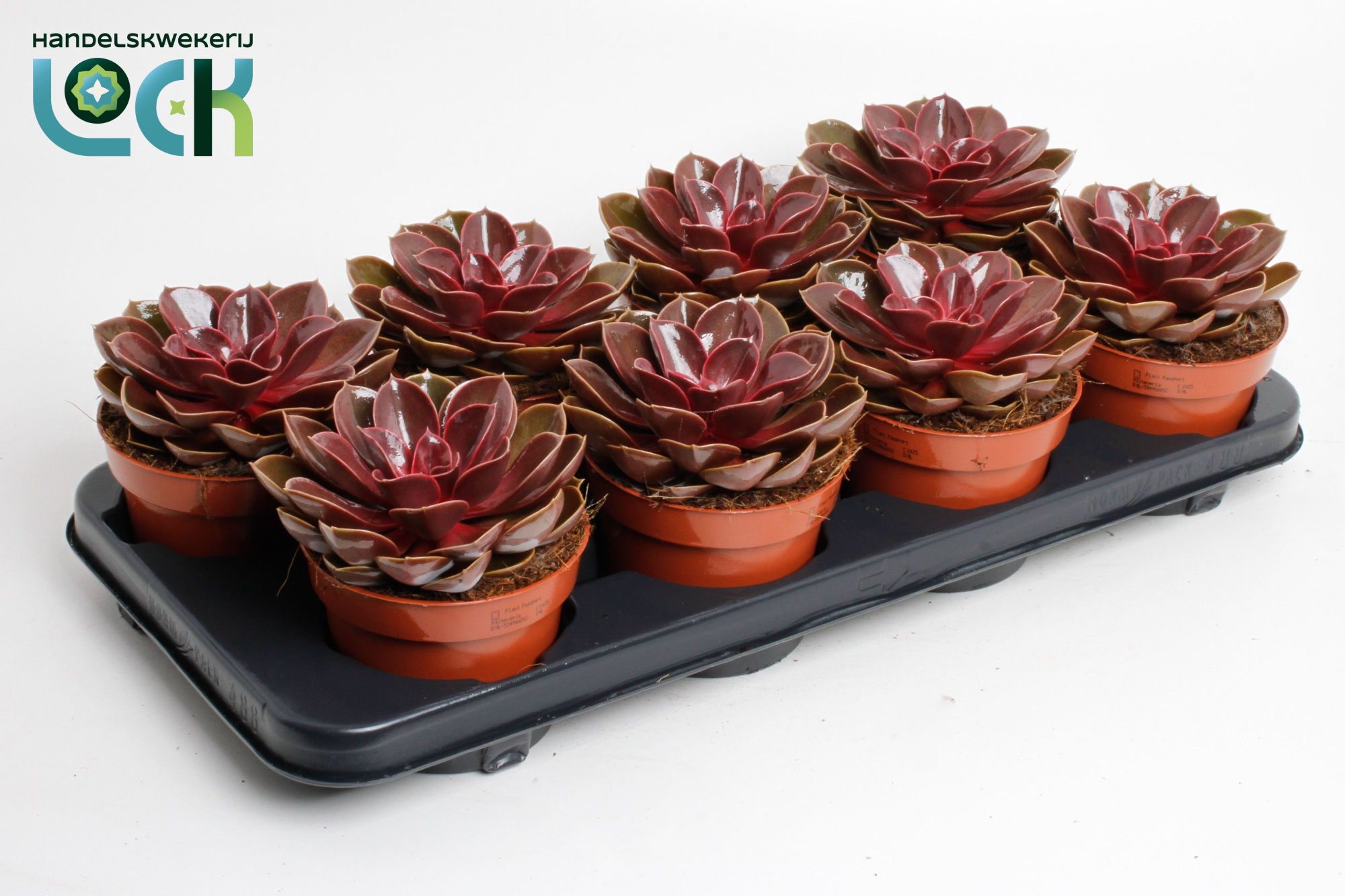 Echeveria Magic Red, D 12