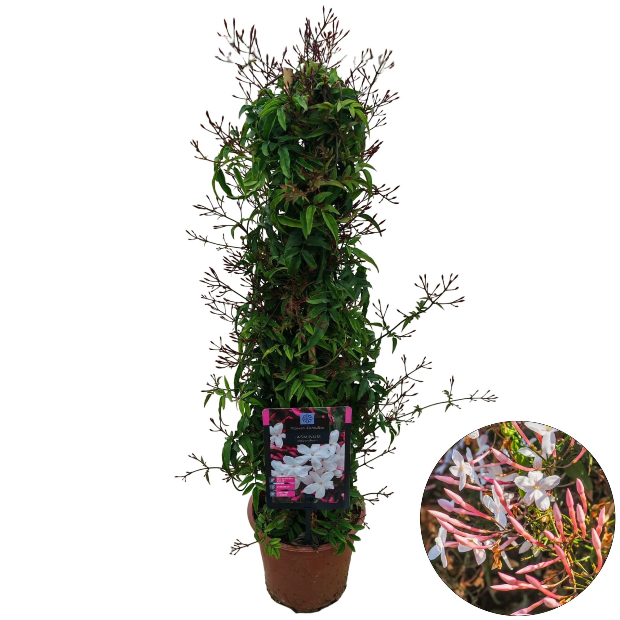 Jasminum polyanthum, D 17