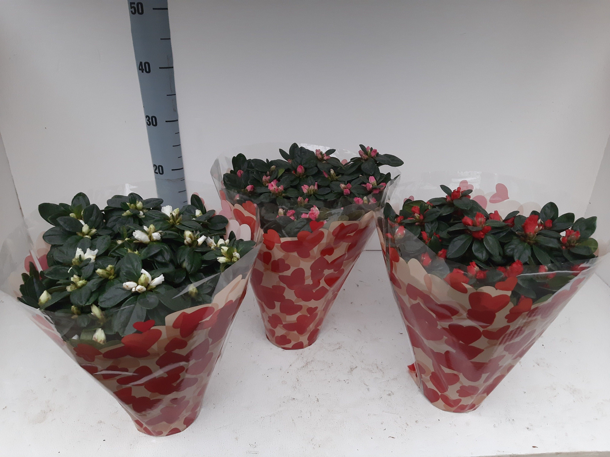 AZALEA VALENTIJNHOES 30 CM, D 14