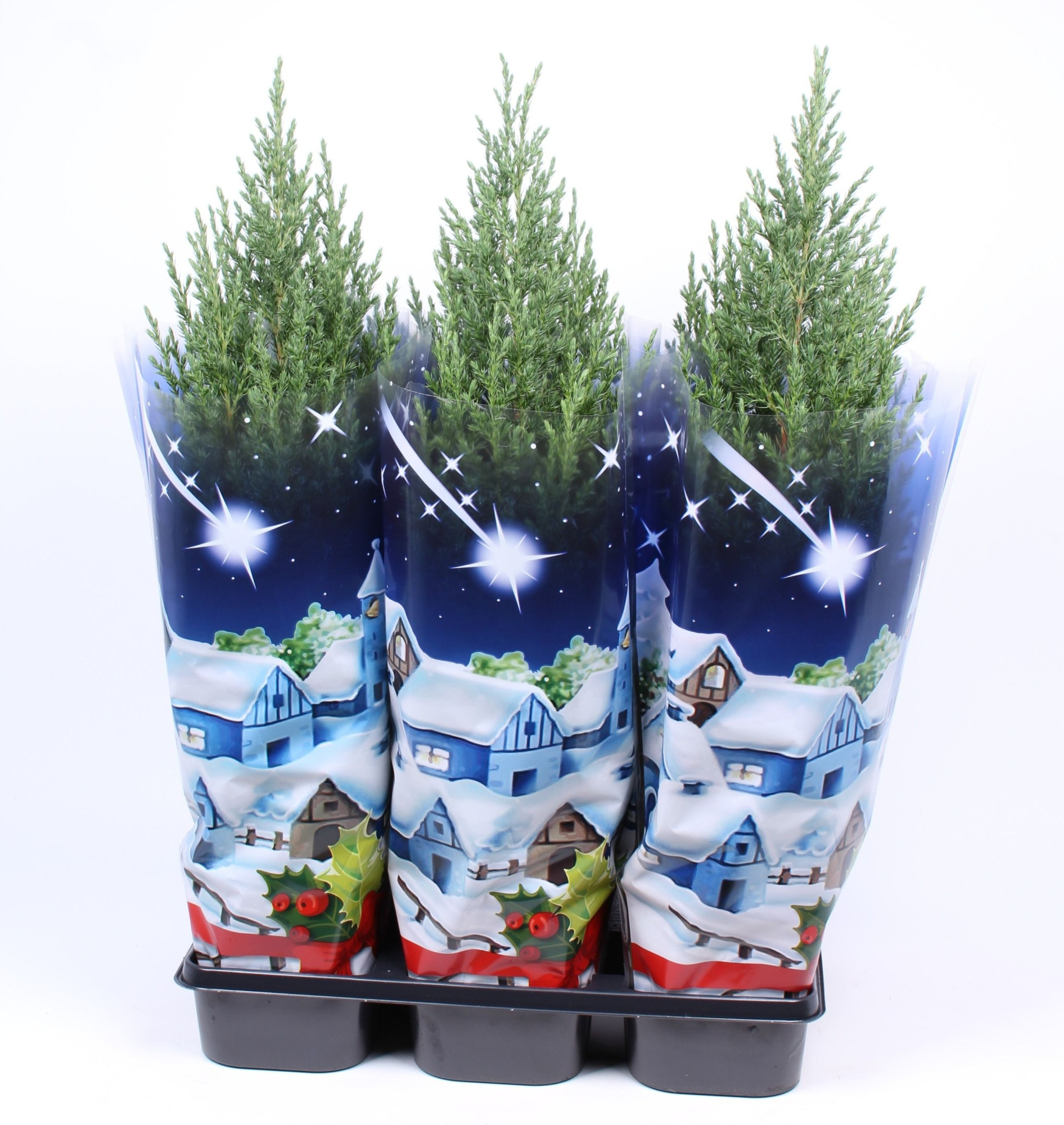 Juniperus chinensis 'Stricta' blauwe hoes, D 15 cm