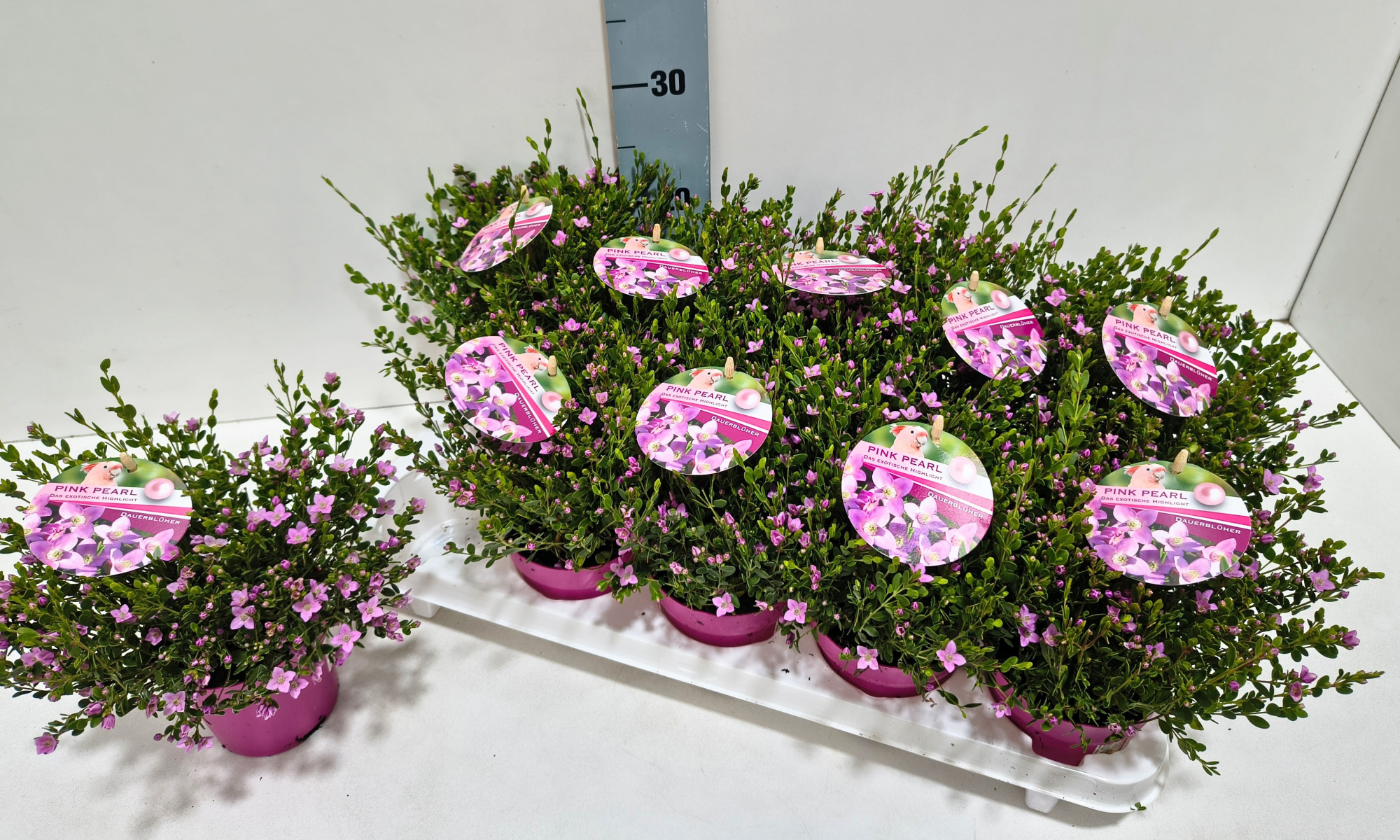 Boronia "Pink Pearl" 11T Dauerblüher!, D 11 cm