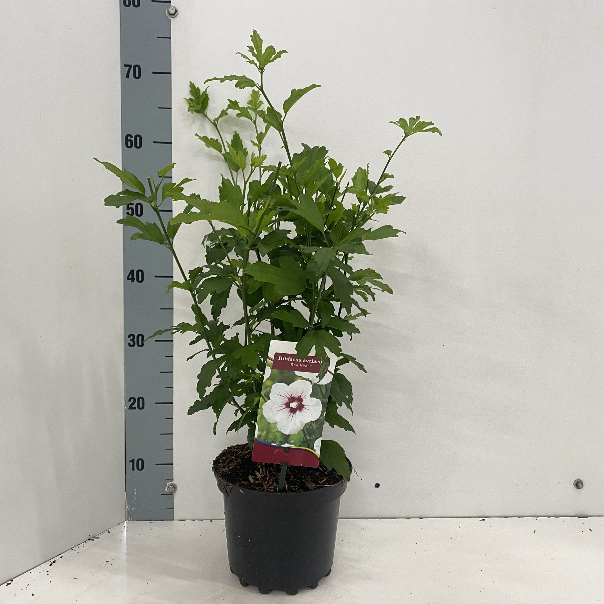 Hibiscus syr. 'Red Heart', D 19 cm