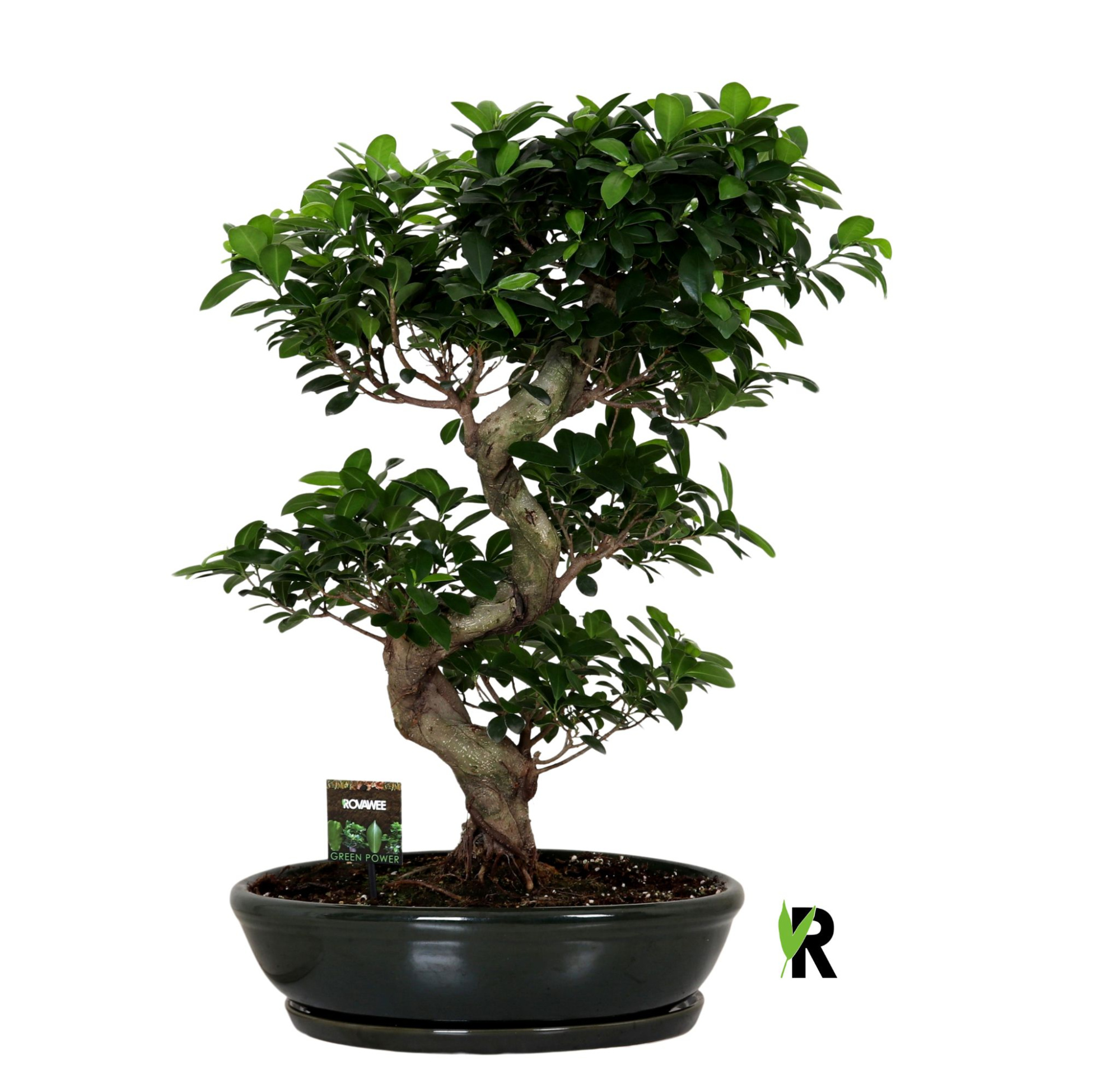 Ficus micr. S-type in keramiek ovaal schaal met schotel groen, D 45 cm