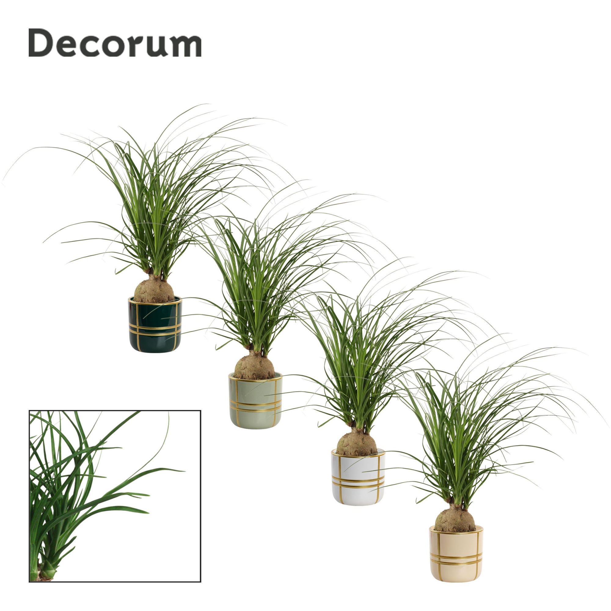 Beaucarnea bol 12 cm in Lauri (Top blend-collection), D 12 cm