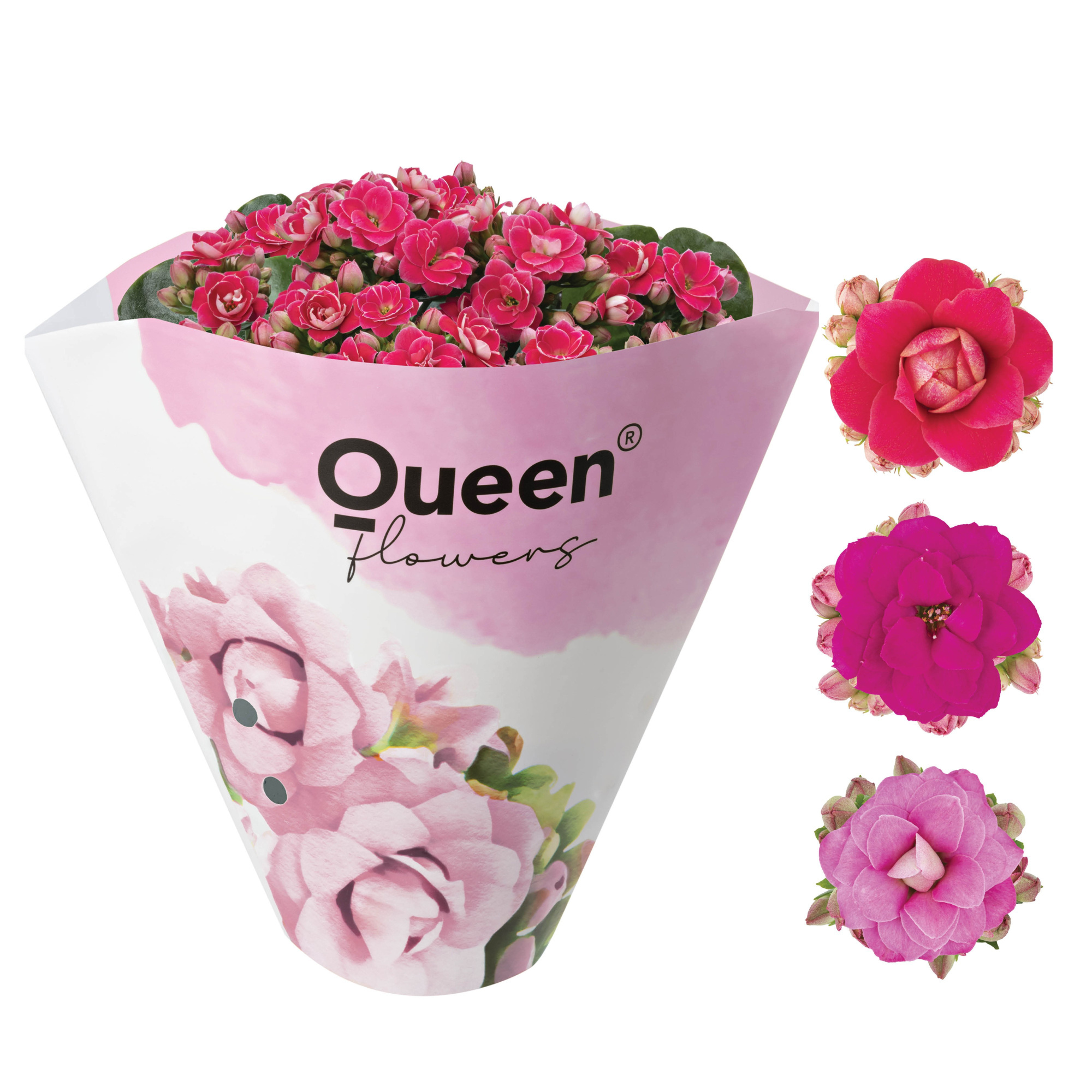 KALANCHOE ARTS-HYBRID 'PINK ROSE FLOWER', D 11 cm