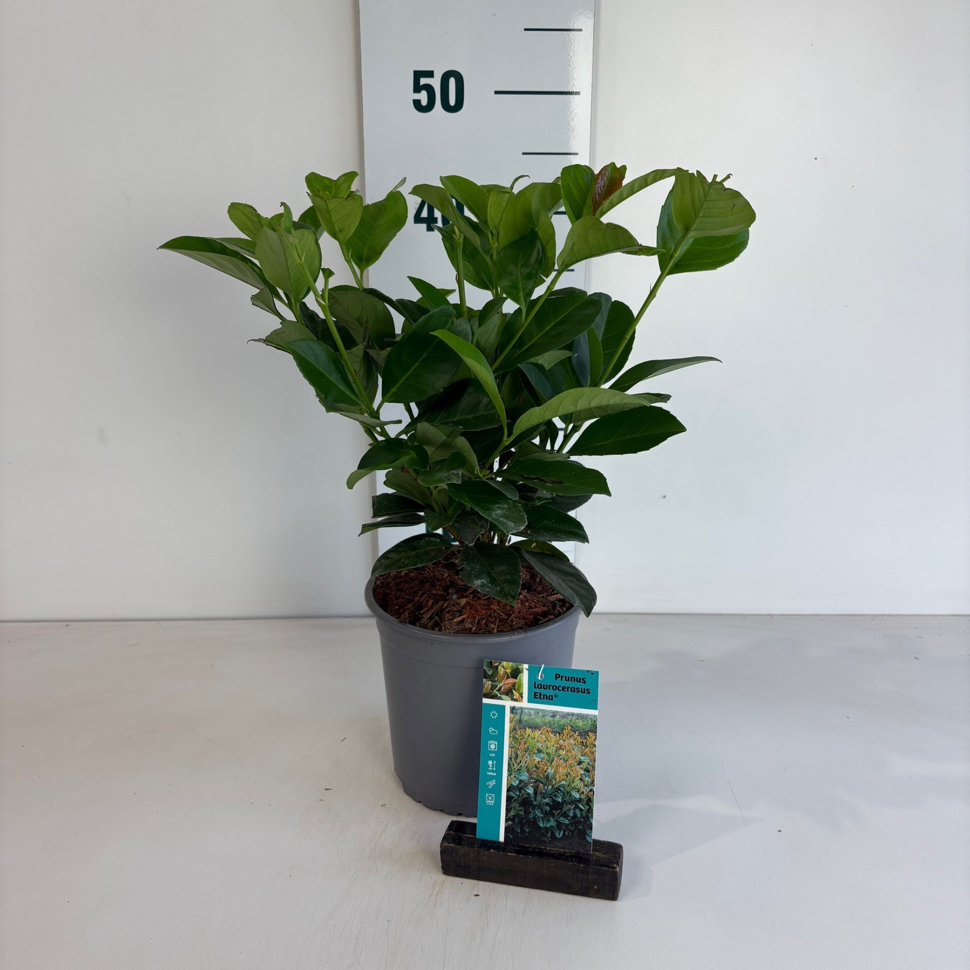 Prunus laurocerasus Etna, D 17 cm