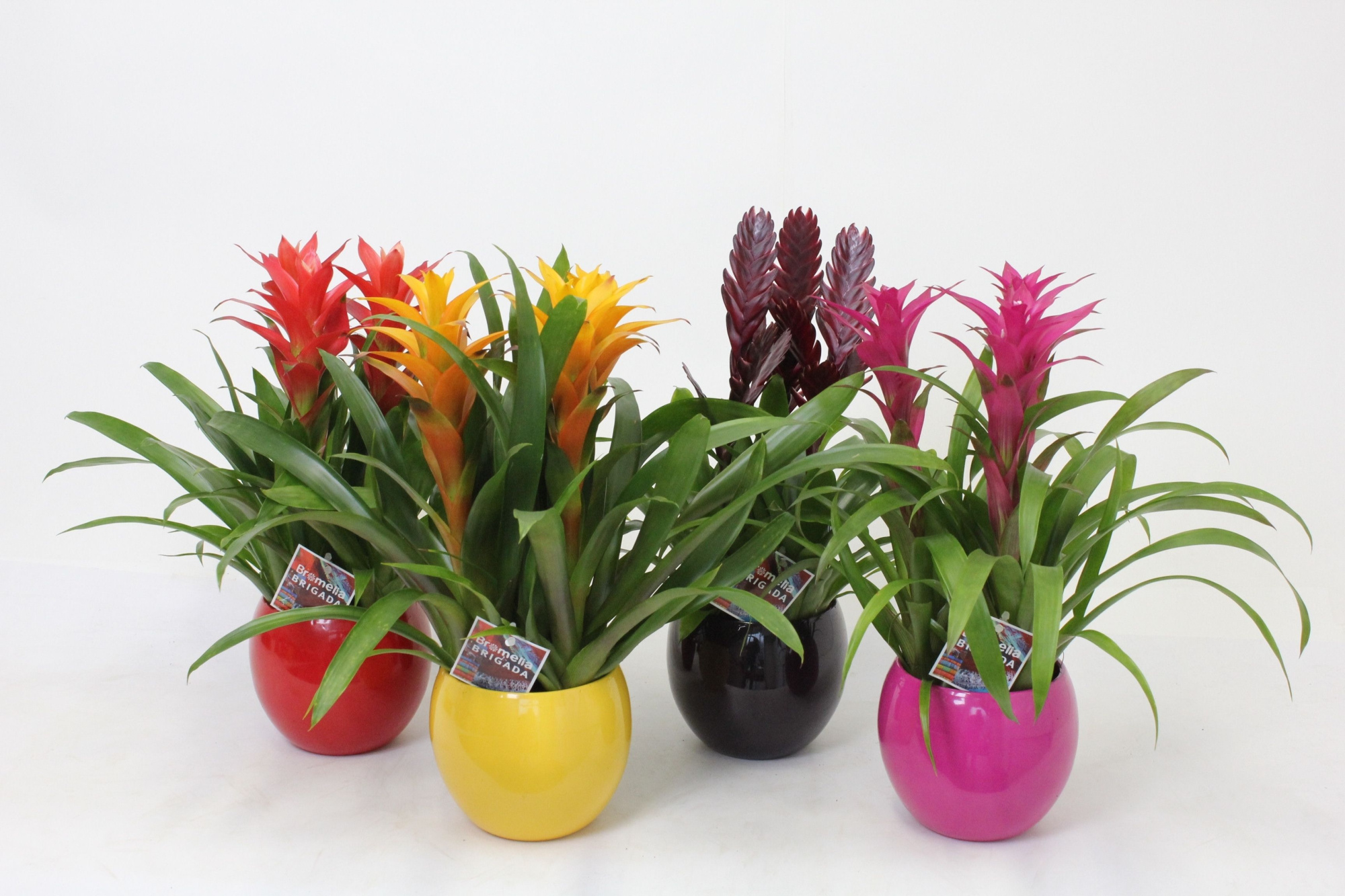 Bromelia in Bolpot Lisa 16 3pp, D 16 cm