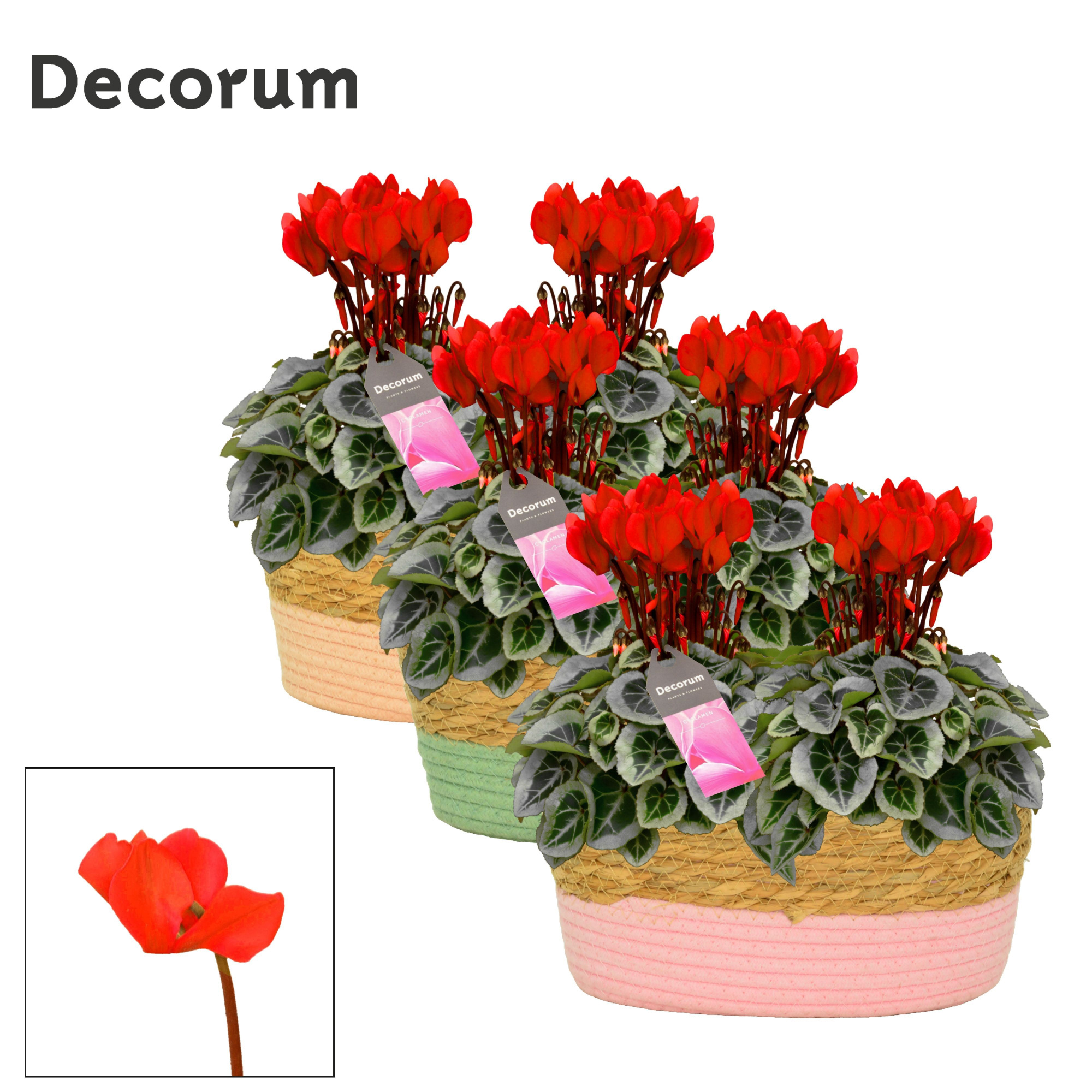 Cyclamen SS Picasso Rood Fieldbasket Decorum, D 27 cm