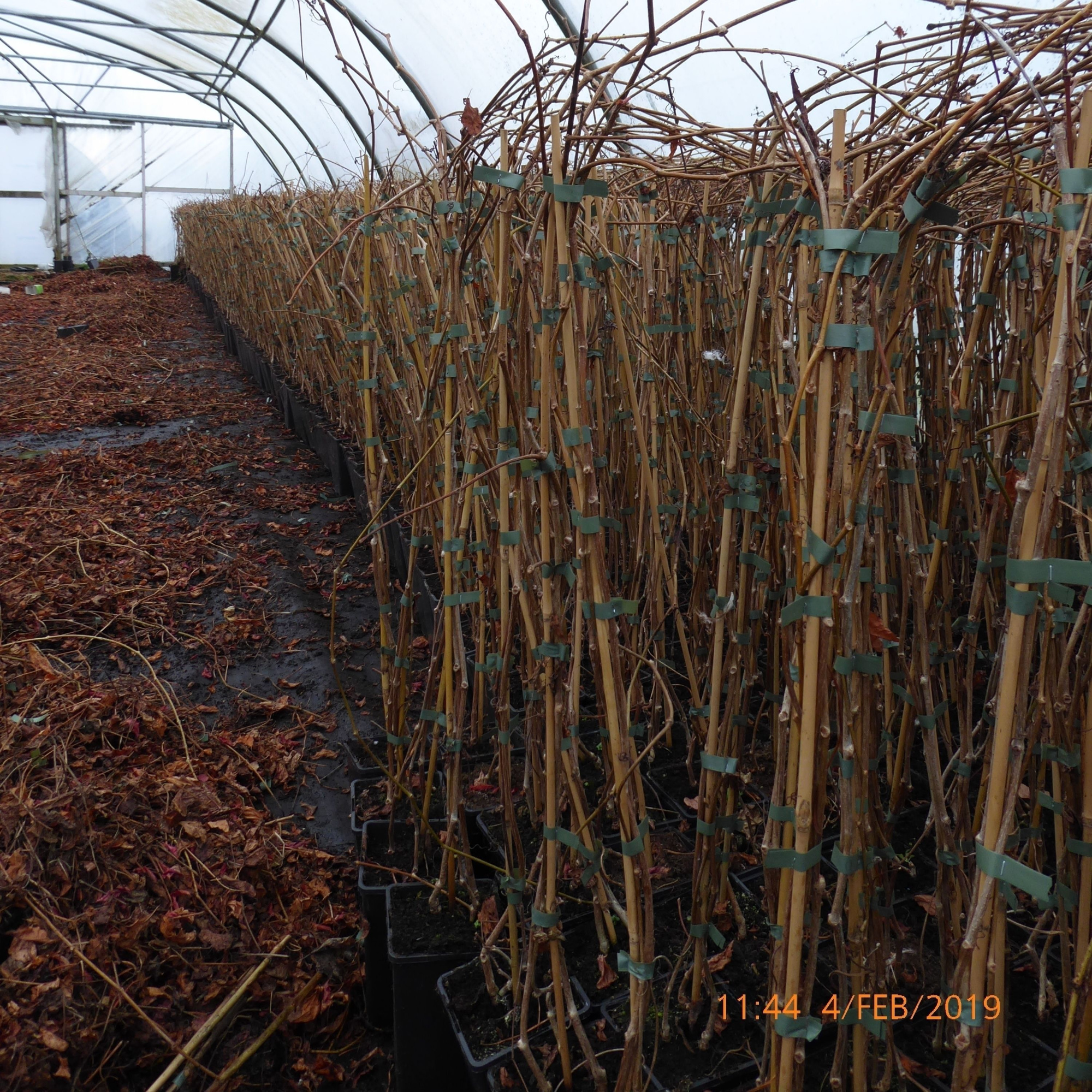 Parthenocissus Quinquefolia, D 11 cm