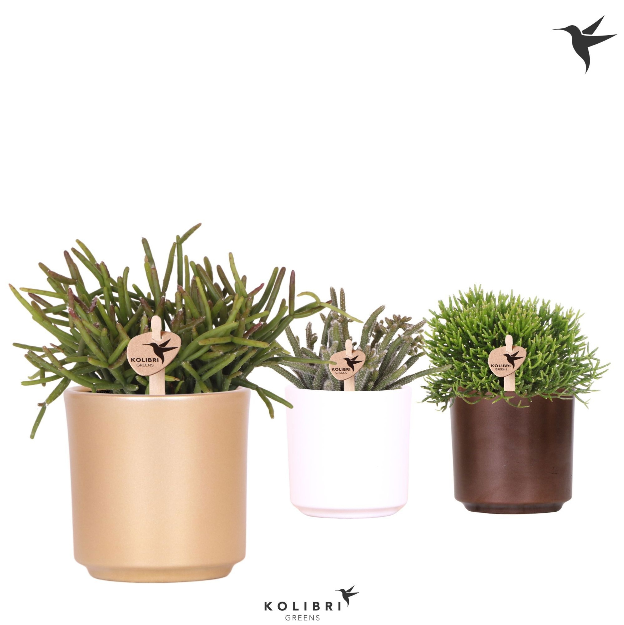 Kolibri Greens Rhipsalis mix in Simplicity pot mix, D 9 cm