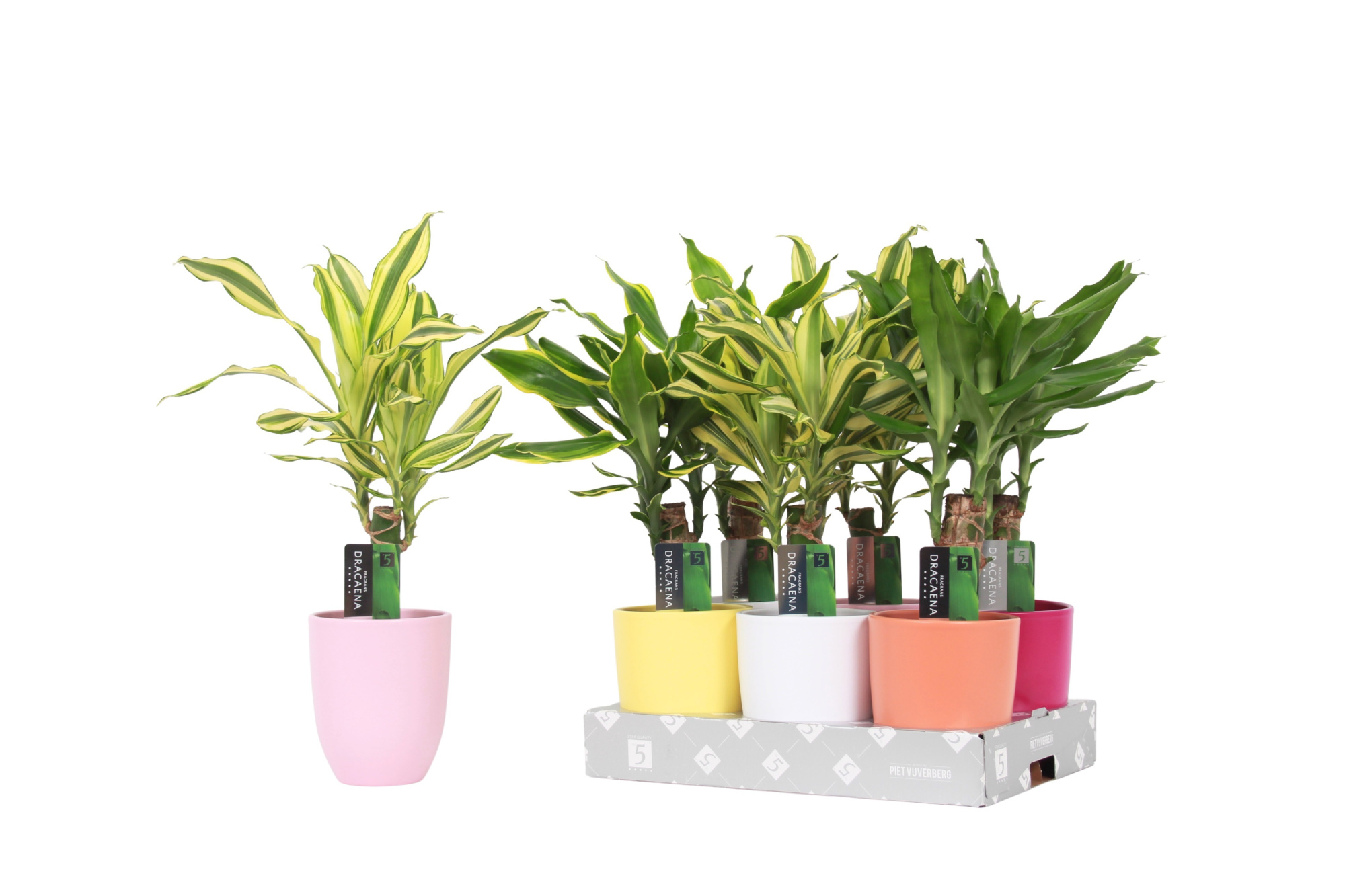 Dracaena 3 color mix 11cm Ceramics Mix, D 11