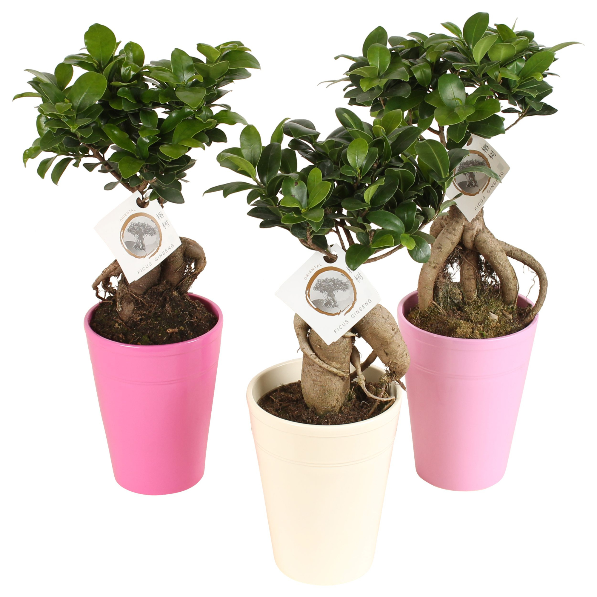 Ficus m. Ginseng pot ø12cm in ø14cm Pax Pink mix, D 14