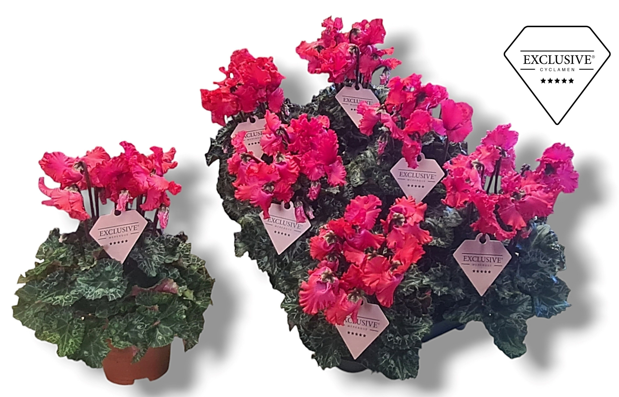 Cyclamen Exclusive® Merengue Rood, D 10,5 cm