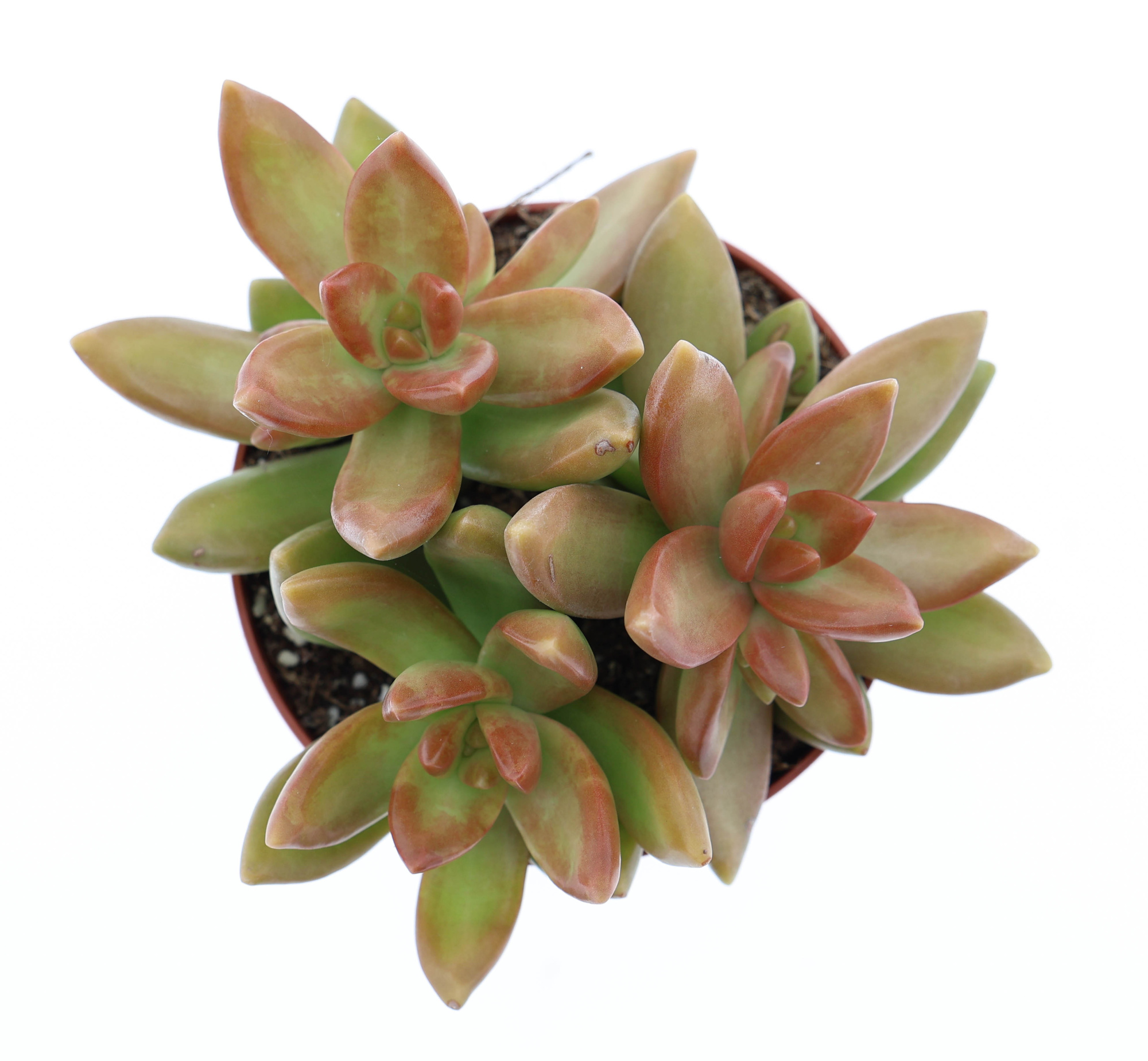 Sedum nussbaumerianum, D 8,5