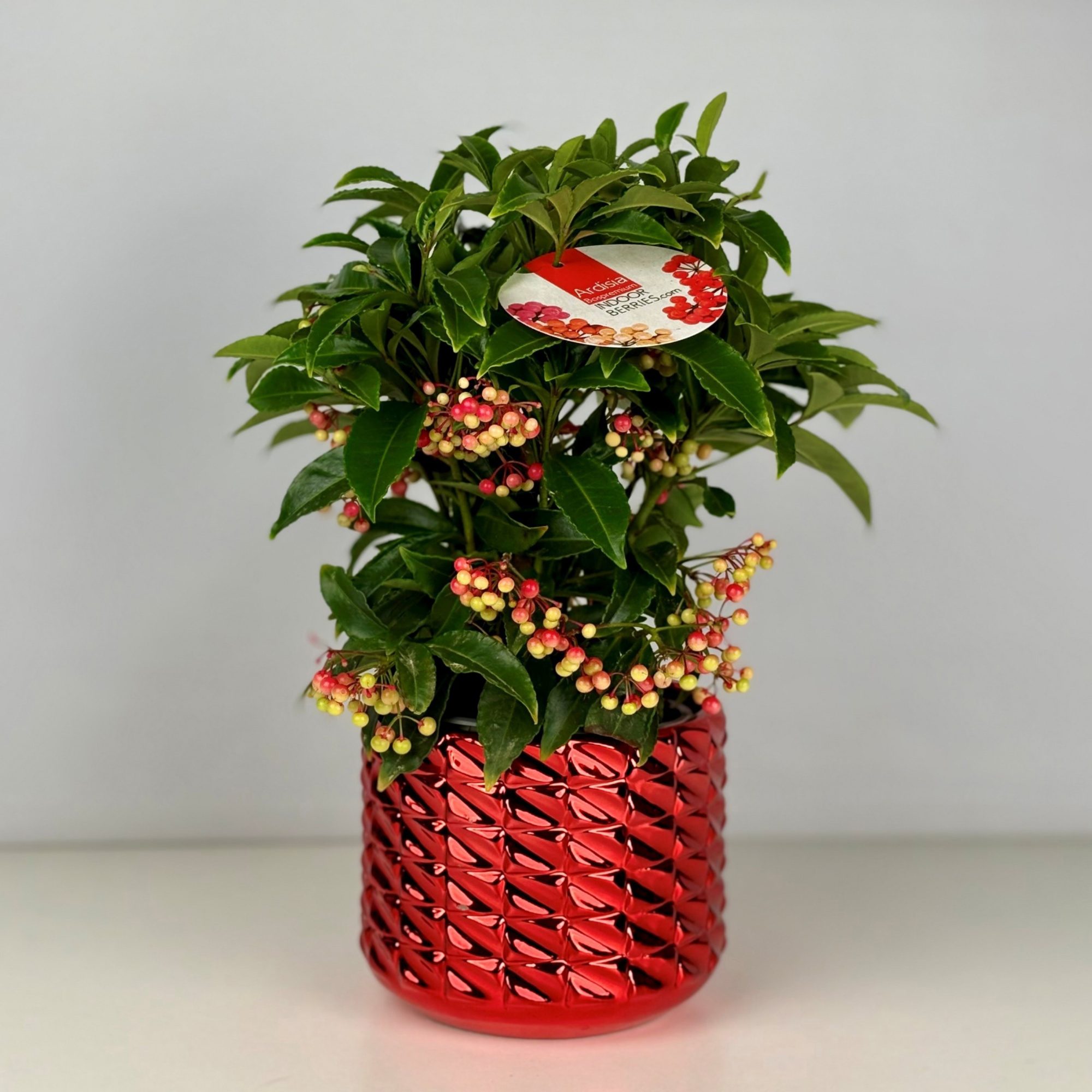 Ardisia crenata Bospremium Red met Toro ompot, D 15 cm
